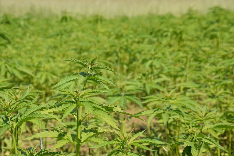 Nutzhanf – hochwachsend und ergiebig. Foto: Museumsdorf Düppel