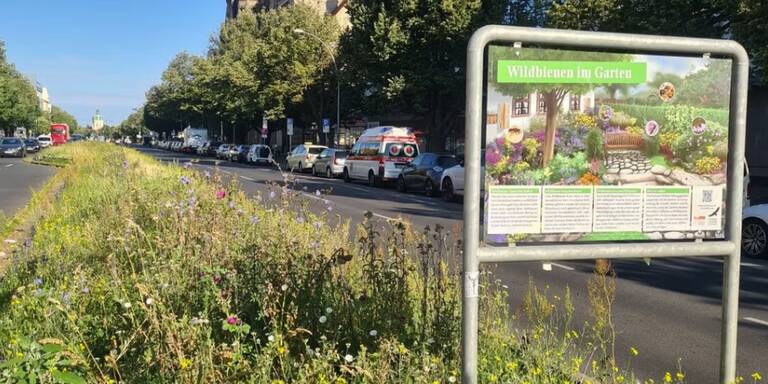 Bl&uuml;hender Mittelstreifen am Rathaus Charlottenburg. Foto: BACW