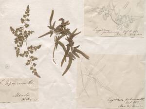 Beleg von A. v. Chamisso zu Lygodium japonicum (Thunb.) Sw., dem Japanischen Kletterfarn inklusive originale Handzeichnungen. Foto: Botanischer Garten Berlin
