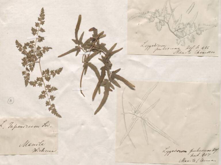 Beleg von A. v. Chamisso zu Lygodium japonicum (Thunb.) Sw., dem Japanischen Kletterfarn inklusive originale Handzeichnungen. Foto: Botanischer Garten Berlin