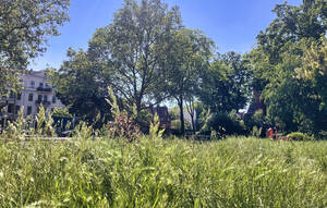 Gras, Kr&auml;uter und Blumen d&uuml;rfen wachsen - m&auml;hfreier Mai im Bezirk. Foto: BATS/Marlena Handels