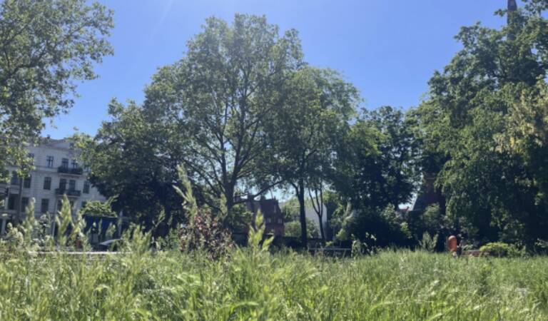 Gras, Kräuter und Blumen dürfen wachsen - mähfreier Mai im Bezirk. Foto: BATS/Marlena Handels