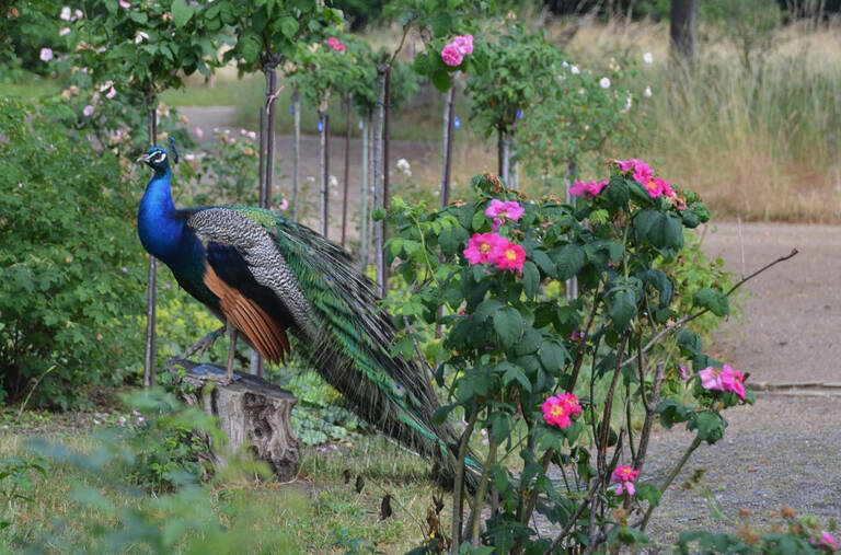 Ob Flora oder Fauna, Farbe zählt. Foto: SPSG/Jan Uhlig 