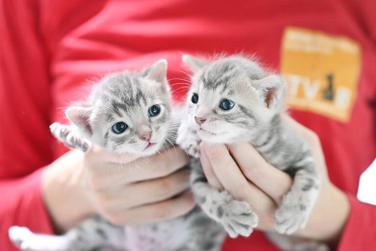 Akadi und Aslan sind mit ihrer Mutter die WM-Orakel auf @tierschutzberlin. Foto: Tierschutzverein für Berlin