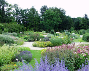 Vielfalt Botanischer Garten - hier die Arzneipflanzen. Foto I. Haas, Botanischer Garten und Botanisches Museum Berlin