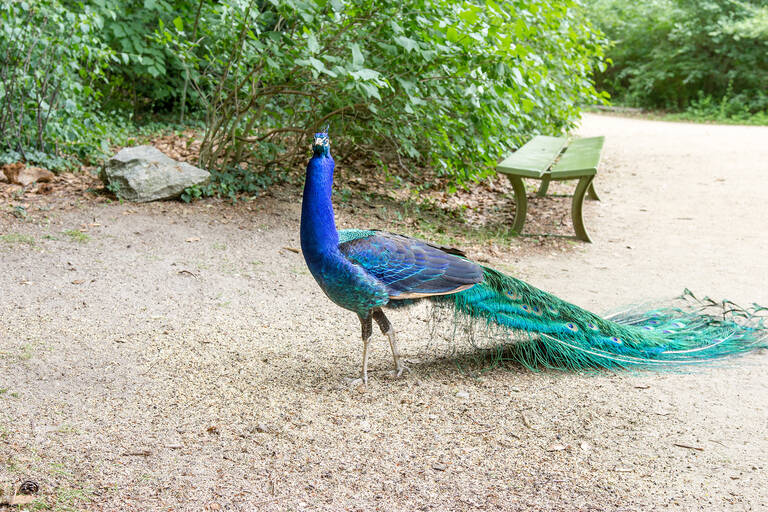 Wartet am Montag vergeblich auf Besuch: Herr Pfau.