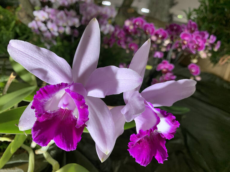 Orchideenvielfalt, Tipps und Zubehör gibt es vom 11. bis 13. September 2026. Foto: Deutsche Orchideen-Gesellschaft e. V.
