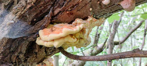 Schwefelporlinge (Laetiporus sulphureus). Foto: H. Beyer / Botanischer Garten Berlin