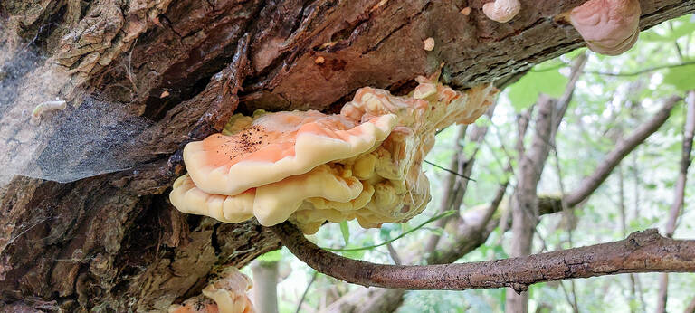Schwefelporlinge (Laetiporus sulphureus). Foto: H. Beyer / Botanischer Garten Berlin
