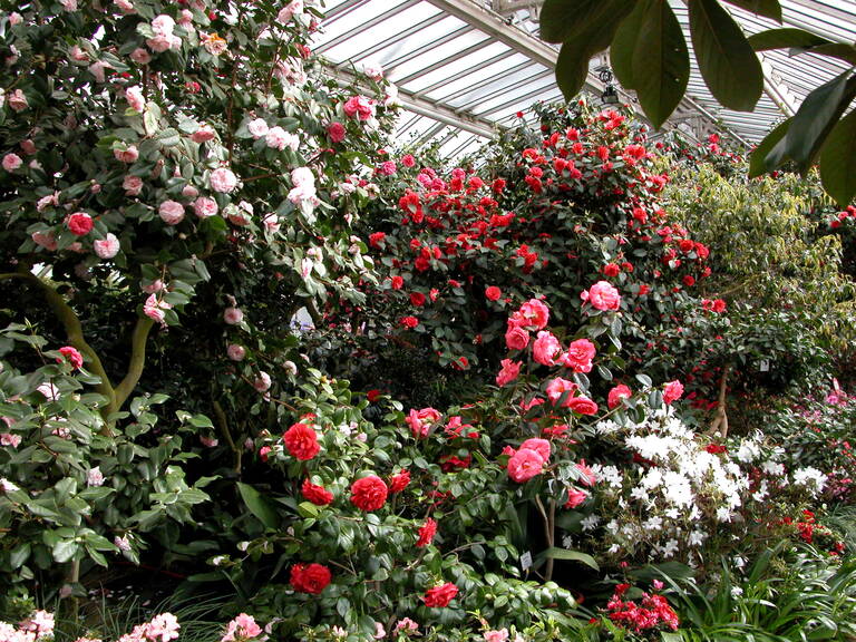 Kamelienblüte im Botanischen Garten Berlin, Foto: I. Haas