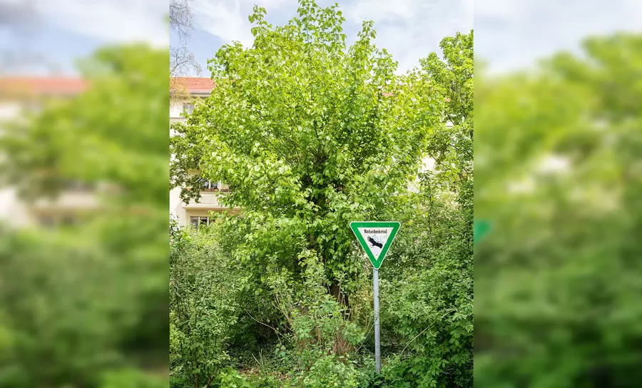 Maulbeerbaum