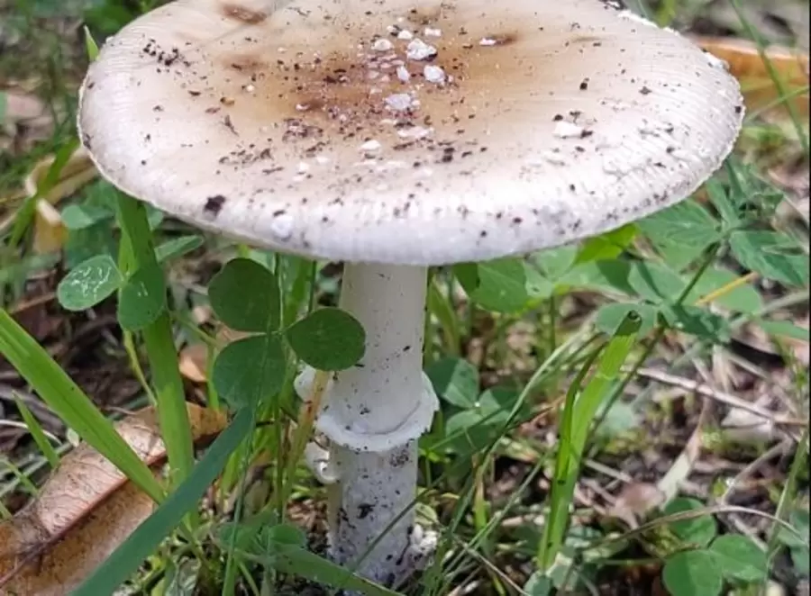 Böser Zwilling: der sehr giftige Pantherpilz (Amanita pantherina) steht mitunter direkt neben den gebraten essbaren Perlpilzen. Die beiden können leicht verwechselt werden. Botanischer Garten Berlin, Foto: H. Beyer