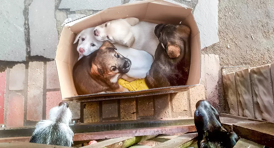 Ausgesetzt mit „Steckbrief“. Foto: Verein Ein Freund fürs Leben