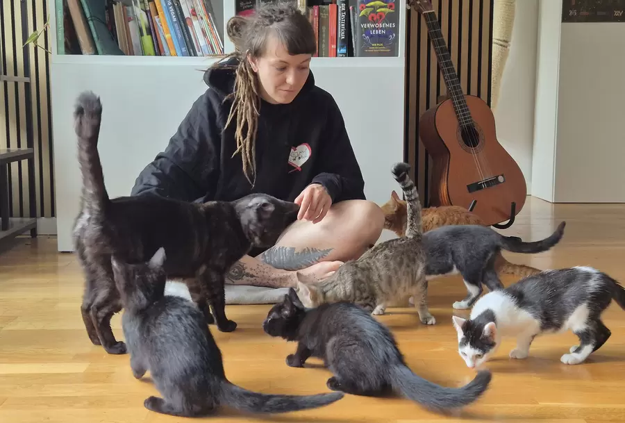 Junge Katzen suchen ein warmes Plätzchen. Foto: Verein Ein Freund fürs Leben