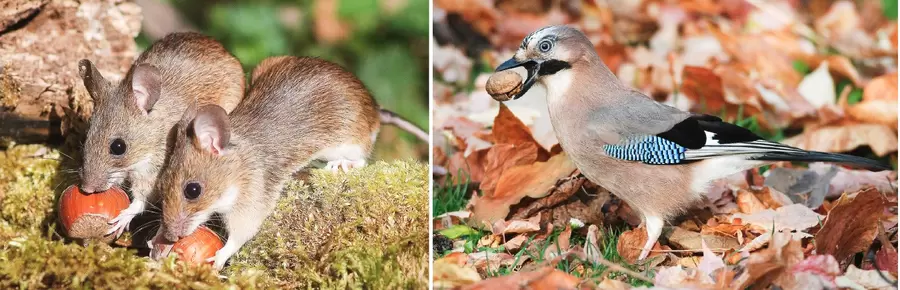 Im Herbst erwacht auch im Nationalpark die Sammellust bei Gelbhalsmaus und Eichelhäher. Foto: Stürzenbecher „Glücksmomente“