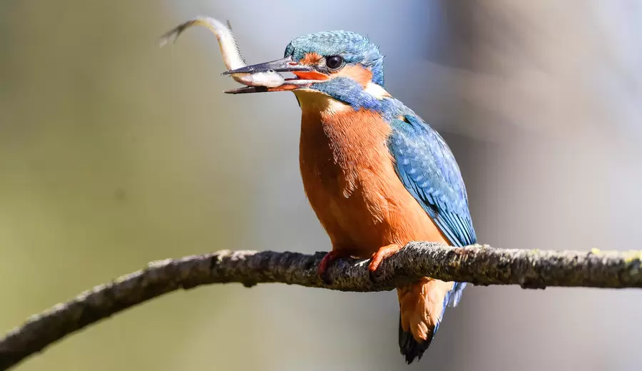 Eisvogel