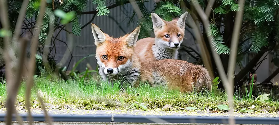 Fähe und Jungtier wieder vereint. Foto: Holger Koppatsch