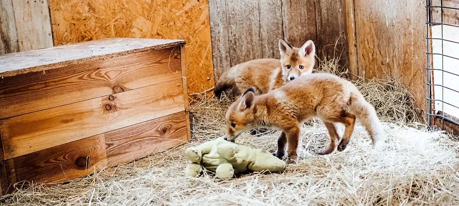 „Kindergarten-Gehege“ der Fuchshilfe Berlin. Foto: Fuchshilfe Berlin