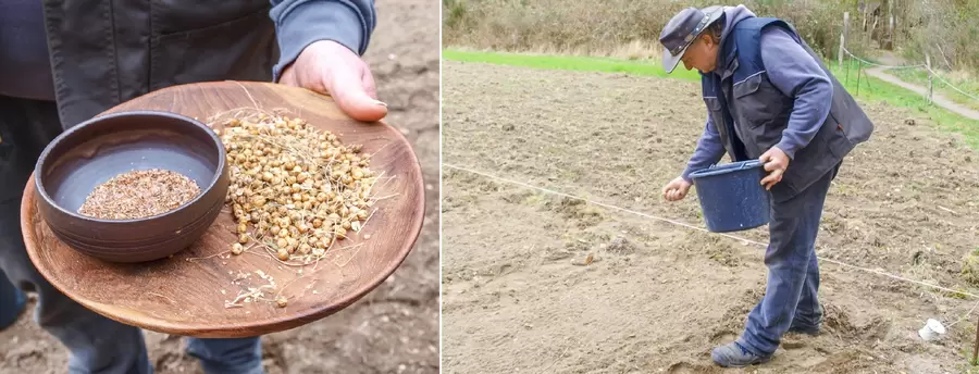Museumsdorf-Gärtner Christoph Arbeiter sät in diesem Jahr Lein statt Nutzhanf.