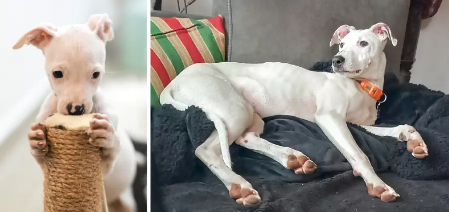 Pinto – vom entsorgten Welpen zum eleganten Galgo-Mix. Foto: EFfL