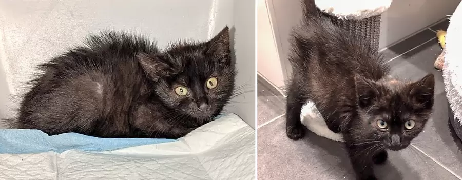 Rupert hat sich zum anhänglichen Katerchen entwickelt. Foto: EFfL