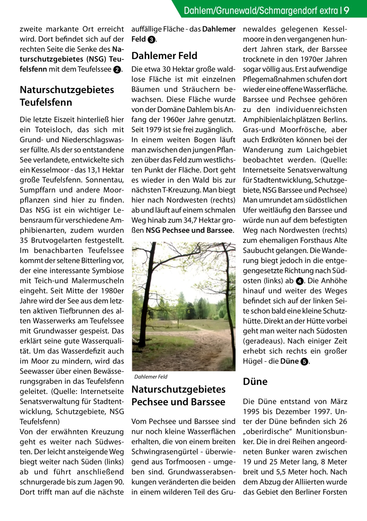 Dahlem/Grunewald/Schmargendorf extra 9 zweite markante Ort erreicht auffällige Fläche - das Dahlemer wird. Dort befindet sich auf der Feld 3. rechten Seite die Senke des Naturschutzgebietes (NSG) Teu- Dahlemer Feld felsfenn mit dem Teufelssee 2. Die etwa 30 Hektar große waldlose Fläche ist mit einzelnen Bäumen und Sträuchern beNaturschutzgebietes wachsen. Diese Fläche wurde Teufelsfenn von der Domäne Dahlem bis AnDie letzte Eiszeit hinterließ hier fang der 1960er Jahre genutzt. ein Toteisloch, das sich mit Seit 1979 ist sie frei zugänglich. Grund- und Niederschlagswas- In einem weiten Bogen läuft ser füllte. Als der so entstandene man zwischen den jungen PflanSee verlandete, entwickelte sich zen über das Feld zum westlichsein Kesselmoor - das 13,1 Hektar ten Punkt der Fläche. Dort geht große Teufelsfenn. Sonnentau, es wieder in den Wald bis zur Sumpffarn und andere Moor- nächsten T-Kreuzung. Man biegt pflanzen sind hier zu finden. hier nach Nordwesten (rechts) Das NSG ist ein wichtiger Le- ab und läuft auf einem schmalen bensraum für verschiedene Am- Weg hinab zum 34,7 Hektar grophibienarten, zudem wurden ßen NSG Pechsee und Barssee. 35 Brutvogelarten festgestellt. Im benachbarten Teufelssee kommt der seltene Bitterling vor, der eine interessante Symbiose mit Teich-und Malermuscheln eingeht. Seit Mitte der 1980er Jahre wird der See aus dem letzten aktiven Tiefbrunnen des alten Wasserwerks am Teufelssee mit Grundwasser gespeist. Das erklärt seine gute Wasserqualität. Um das Wasserdefizit auch im Moor zu mindern, wird das Seewasser über einen BewässeDahlemer Feld rungsgraben in das Teufelsfenn geleitet. (Quelle: Internetseite Naturschutzgebietes Senatsverwaltung für Stadtent- Pechsee und Barssee wicklung, Schutzgebiete, NSG Vom Pechsee und Barssee sind Teufelsfenn) Von der erwähnten Kreuzung nur noch kleine Wasserflächen geht es weiter nach Südwes- erhalten, die von einem breiten ten. Der leicht ansteigende Weg Schwingrasengürtel - überwiebiegt weiter nach Süden (links) gend aus Torfmoosen - umgeab und führt anschließend ben sind. Grundwasserabsenschnurgerade bis zum Jagen 90. kungen veränderten die beiden Dort trifft man auf die nächste in einem wilderen Teil des Gru newaldes gelegenen Kesselmoore in den vergangenen hundert Jahren stark, der Barssee trocknete in den 1970er Jahren sogar völlig aus. Erst aufwendige Pflegemaßnahmen schufen dort wieder eine offene Wasserfläche. Barssee und Pechsee gehören zu den individuenreichsten Amphibienlaichplätzen Berlins. Gras-und Moorfrösche, aber auch Erdkröten können bei der Wanderung zum Laichgebiet beobachtet werden. (Quelle: Internetseite Senatsverwaltung für Stadtentwicklung, Schutzgebiete, NSG Barssee und Pechsee) Man umrundet am südöstlichen Ufer weitläufig den Barssee und würde nun auf dem befestigten Weg nach Nordwesten (rechts) zum ehemaligen Forsthaus Alte Saubucht gelangen. Die Wanderung biegt jedoch in die entgegengesetzte Richtung nach Südosten (links) ab 4. Die Anhöhe hinauf und weiter des Weges befindet sich auf der linken Seite schon bald eine kleine Schutzhütte. Direkt an der Hütte vorbei geht man weiter nach Südosten (geradeaus). Nach einiger Zeit erhebt sich rechts ein großer Hügel - die Düne 5.  Düne Die Düne entstand von März 1995 bis Dezember 1997. Unter der Düne befinden sich 26 „oberirdische“ Munitionsbunker. Die in drei Reihen angeordneten Bunker waren zwischen 19 und 25 Meter lang, 8 Meter breit und 5,5 Meter hoch. Nach dem Abzug der Alliierten wurde das Gebiet den Berliner Forsten