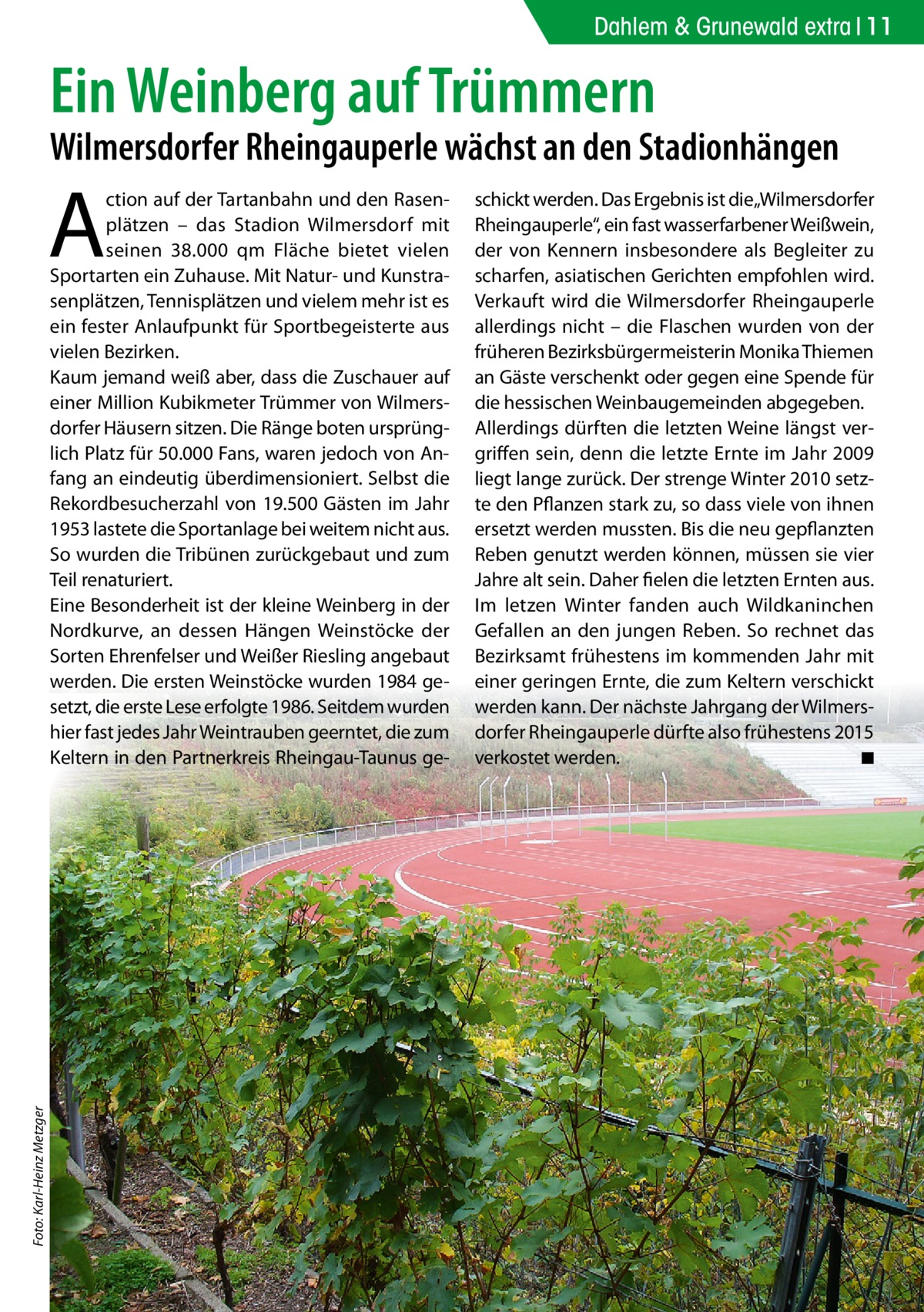 Dahlem & Grunewald extra 11  Ein Weinberg auf Trümmern  Wilmersdorfer Rheingauperle wächst an den Stadionhängen  A  Foto: Karl-Heinz Metzger  ction auf der Tartanbahn und den Rasenplätzen – das Stadion Wilmersdorf mit seinen 38.000 qm Fläche bietet vielen Sportarten ein Zuhause. Mit Natur- und Kunstrasenplätzen, Tennisplätzen und vielem mehr ist es ein fester Anlaufpunkt für Sportbegeisterte aus vielen Bezirken. Kaum jemand weiß aber, dass die Zuschauer auf einer Million Kubikmeter Trümmer von Wilmersdorfer Häusern sitzen. Die Ränge boten ursprünglich Platz für 50.000 Fans, waren jedoch von Anfang an eindeutig überdimensioniert. Selbst die Rekordbesucherzahl von 19.500 Gästen im Jahr 1953 lastete die Sportanlage bei weitem nicht aus. So wurden die Tribünen zurückgebaut und zum Teil renaturiert. Eine Besonderheit ist der kleine Weinberg in der Nordkurve, an dessen Hängen Weinstöcke der Sorten Ehrenfelser und Weißer Riesling angebaut werden. Die ersten Weinstöcke wurden 1984 gesetzt, die erste Lese erfolgte 1986. Seitdem wurden hier fast jedes Jahr Weintrauben geerntet, die zum Keltern in den Partnerkreis Rheingau-Taunus ge schickt werden. Das Ergebnis ist die „Wilmersdorfer Rheingauperle“, ein fast wasserfarbener Weißwein, der von Kennern insbesondere als Begleiter zu scharfen, asiatischen Gerichten empfohlen wird. Verkauft wird die Wilmersdorfer Rheingauperle allerdings nicht – die Flaschen wurden von der früheren Bezirksbürgermeisterin Monika Thiemen an Gäste verschenkt oder gegen eine Spende für die hessischen Weinbaugemeinden abgegeben. Allerdings dürften die letzten Weine längst vergriffen sein, denn die letzte Ernte im Jahr 2009 liegt lange zurück. Der strenge Winter 2010 setzte den Pflanzen stark zu, so dass viele von ihnen ersetzt werden mussten. Bis die neu gepflanzten Reben genutzt werden können, müssen sie vier Jahre alt sein. Daher fielen die letzten Ernten aus. Im letzen Winter fanden auch Wildkaninchen Gefallen an den jungen Reben. So rechnet das Bezirksamt frühestens im kommenden Jahr mit einer geringen Ernte, die zum Keltern verschickt werden kann. Der nächste Jahrgang der Wilmersdorfer Rheingauperle dürfte also frühestens 2015 verkostet werden. ◾