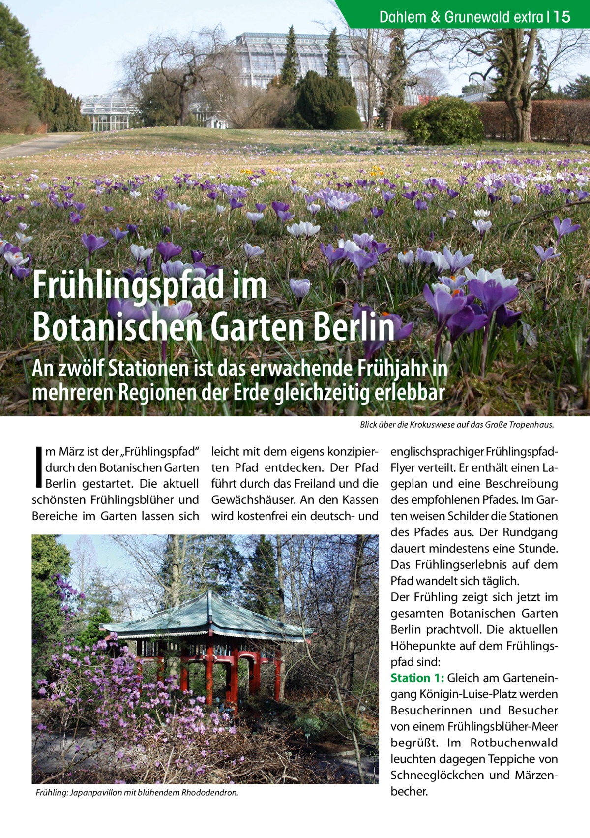 Dahlem & Grunewald extra 15  Frühlingspfad im Botanischen Garten Berlin An zwölf Stationen ist das erwachende Frühjahr in mehreren Regionen der Erde gleichzeitig erlebbar Blick über die Krokuswiese auf das Große Tropenhaus.  I  m März ist der „Frühlingspfad“ durch den Botanischen Garten Berlin gestartet. Die aktuell schönsten Frühlingsblüher und Bereiche im Garten lassen sich  leicht mit dem eigens konzipierten Pfad entdecken. Der Pfad führt durch das Freiland und die Gewächshäuser. An den Kassen wird kostenfrei ein deutsch- und  Frühling: Japanpavillon mit blühendem Rhododendron.  englischsprachiger FrühlingspfadFlyer verteilt. Er enthält einen Lageplan und eine Beschreibung des empfohlenen Pfades. Im Garten weisen Schilder die Stationen des Pfades aus. Der Rundgang dauert mindestens eine Stunde. Das Frühlingserlebnis auf dem Pfad wandelt sich täglich. Der Frühling zeigt sich jetzt im gesamten Botanischen Garten Berlin prachtvoll. Die aktuellen Höhepunkte auf dem Frühlingspfad sind: Station 1: Gleich am Garteneingang Königin-Luise-Platz werden Besucherinnen und Besucher von einem Frühlingsblüher-Meer begrüßt. Im Rotbuchenwald leuchten dagegen Teppiche von Schneeglöckchen und Märzenbecher.