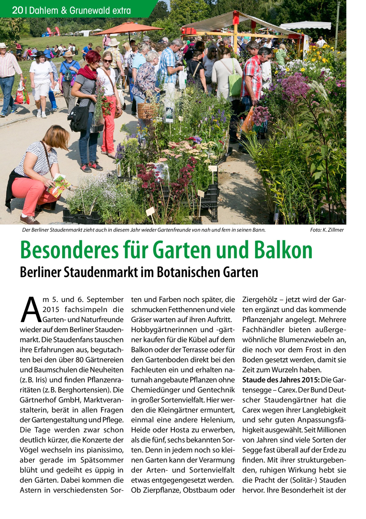 20 Dahlem & Grunewald extra  Der Berliner Staudenmarkt zieht auch in diesem Jahr wieder Gartenfreunde von nah und fern in seinen Bann.�  Foto: K. Zillmer  Besonderes für Garten und Balkon Berliner Staudenmarkt im Botanischen Garten  A  m 5. und 6.  September 2015 fachsimpeln die Garten- und Naturfreunde wieder auf dem Berliner Staudenmarkt. Die Staudenfans tauschen ihre Erfahrungen aus, begutachten bei den über 80 Gärtnereien und Baumschulen die Neuheiten (z. B. Iris) und finden Pflanzenraritäten (z. B. Berghortensien). Die Gärtnerhof GmbH, Marktveranstalterin, berät in allen Fragen der Gartengestaltung und Pflege. Die Tage werden zwar schon deutlich kürzer, die Konzerte der Vögel wechseln ins pianissimo, aber gerade im Spätsommer blüht und gedeiht es üppig in den Gärten. Dabei kommen die Astern in verschiedensten Sor ten und Farben noch später, die schmucken Fetthennen und viele Gräser warten auf ihren Auftritt. Hobbygärtnerinnen und -gärtner kaufen für die Kübel auf dem Balkon oder der Terrasse oder für den Gartenboden direkt bei den Fachleuten ein und erhalten naturnah angebaute Pflanzen ohne Chemiedünger und Gentechnik in großer Sortenvielfalt. Hier werden die Kleingärtner ermuntert, einmal eine andere Helenium, Heide oder Hosta zu erwerben, als die fünf, sechs bekannten Sorten. Denn in jedem noch so kleinen Garten kann der Verarmung der Arten- und Sortenvielfalt etwas entgegengesetzt werden. Ob Zierpflanze, Obstbaum oder  Ziergehölz – jetzt wird der Garten ergänzt und das kommende Pflanzenjahr angelegt. Mehrere Fachhändler bieten außergewöhnliche Blumenzwiebeln an, die noch vor dem Frost in den Boden gesetzt werden, damit sie Zeit zum Wurzeln haben. Staude des Jahres 2015: Die Gartensegge – Carex. Der Bund Deutscher Staudengärtner hat die Carex wegen ihrer Langlebigkeit und sehr guten Anpassungsfähigkeit ausgewählt. Seit Millionen von Jahren sind viele Sorten der Segge fast überall auf der Erde zu finden. Mit ihrer strukturgebenden, ruhigen Wirkung hebt sie die Pracht der (Solitär-) Stauden hervor. Ihre Besonderheit ist der