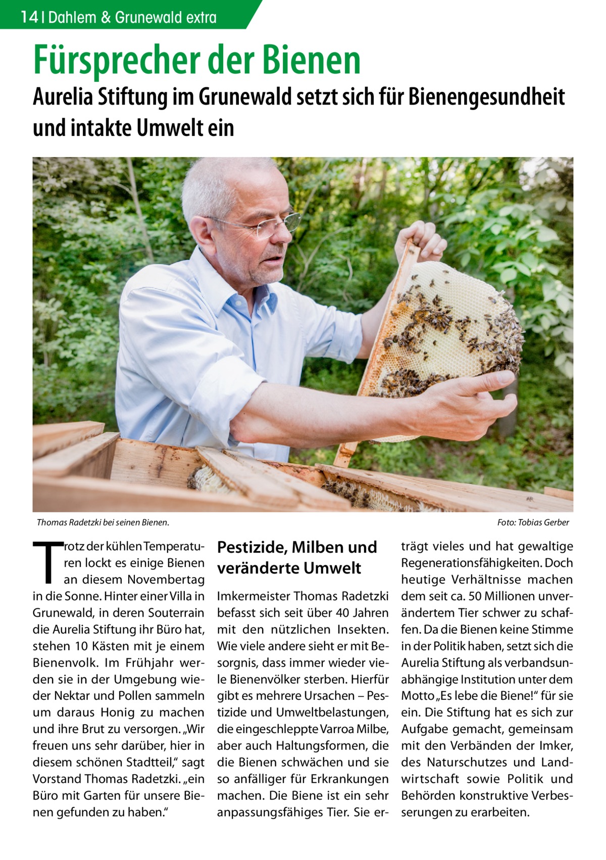 14 Dahlem & Grunewald extra  Fürsprecher der Bienen  Aurelia Stiftung im Grunewald setzt sich für Bienengesundheit und intakte Umwelt ein  Thomas Radetzki bei seinen Bienen. �  T  rotz der kühlen Temperaturen lockt es einige Bienen an diesem Novembertag in die Sonne. Hinter einer Villa in Grunewald, in deren Souterrain die Aurelia Stiftung ihr Büro hat, stehen 10 Kästen mit je einem Bienenvolk. Im Frühjahr werden sie in der Umgebung wieder Nektar und Pollen sammeln um daraus Honig zu machen und ihre Brut zu versorgen. „Wir freuen uns sehr darüber, hier in diesem schönen Stadtteil,“ sagt Vorstand Thomas Radetzki. „ein Büro mit Garten für unsere Bienen gefunden zu haben.“  Foto: Tobias Gerber  Pestizide, Milben und veränderte Umwelt Imkermeister Thomas Radetzki befasst sich seit über 40 Jahren mit den nützlichen Insekten. Wie viele andere sieht er mit Besorgnis, dass immer wieder viele Bienenvölker sterben. Hierfür gibt es mehrere Ursachen – Pestizide und Umweltbelastungen, die eingeschleppte Varroa Milbe, aber auch Haltungsformen, die die Bienen schwächen und sie so anfälliger für Erkrankungen machen. Die Biene ist ein sehr anpassungsfähiges Tier. Sie er trägt vieles und hat gewaltige Regenerationsfähigkeiten. Doch heutige Verhältnisse machen dem seit ca. 50 Millionen unverändertem Tier schwer zu schaffen. Da die Bienen keine Stimme in der Politik haben, setzt sich die Aurelia Stiftung als verbandsunabhängige Institution unter dem Motto „Es lebe die Biene!“ für sie ein. Die Stiftung hat es sich zur Aufgabe gemacht, gemeinsam mit den Verbänden der Imker, des Naturschutzes und Landwirtschaft sowie Politik und Behörden konstruktive Verbesserungen zu erarbeiten.