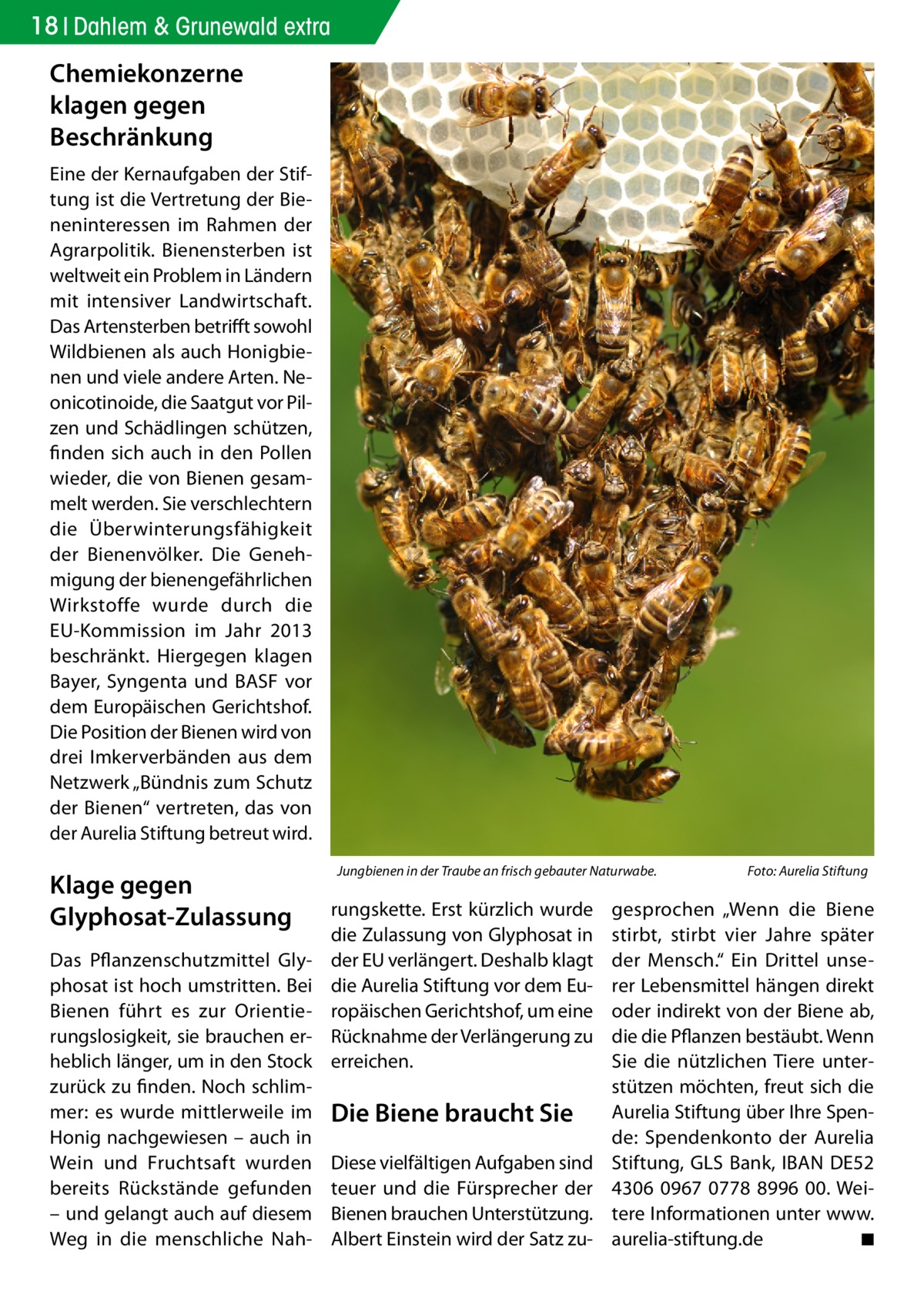 18 Dahlem & Grunewald extra  Chemiekonzerne klagen gegen Beschränkung Eine der Kernaufgaben der Stiftung ist die Vertretung der Bieneninteressen im Rahmen der Agrarpolitik. Bienensterben ist weltweit ein Problem in Ländern mit intensiver Landwirtschaft. Das Artensterben betrifft sowohl Wildbienen als auch Honigbienen und viele andere Arten. Neonicotinoide, die Saatgut vor Pilzen und Schädlingen schützen, finden sich auch in den Pollen wieder, die von Bienen gesammelt werden. Sie verschlechtern die Überwinterungsfähigkeit der Bienenvölker. Die Genehmigung der bienengefährlichen Wirkstoffe wurde durch die EU-Kommission im Jahr 2013 beschränkt. Hiergegen klagen Bayer, Syngenta und BASF vor dem Europäischen Gerichtshof. Die Position der Bienen wird von drei Imkerverbänden aus dem Netzwerk „Bündnis zum Schutz der Bienen“ vertreten, das von der Aurelia Stiftung betreut wird.  Klage gegen Glyphosat-Zulassung Das Pflanzenschutzmittel Glyphosat ist hoch umstritten. Bei Bienen führt es zur Orientierungslosigkeit, sie brauchen erheblich länger, um in den Stock zurück zu finden. Noch schlimmer: es wurde mittlerweile im Honig nachgewiesen – auch in Wein und Fruchtsaft wurden bereits Rückstände gefunden – und gelangt auch auf diesem Weg in die menschliche Nah Jungbienen in der Traube an frisch gebauter Naturwabe.�  rungskette. Erst kürzlich wurde die Zulassung von Glyphosat in der EU verlängert. Deshalb klagt die Aurelia Stiftung vor dem Europäischen Gerichtshof, um eine Rücknahme der Verlängerung zu erreichen.  Die Biene braucht Sie Diese vielfältigen Aufgaben sind teuer und die Fürsprecher der Bienen brauchen Unterstützung. Albert Einstein wird der Satz zu Foto: Aurelia Stiftung  gesprochen „Wenn die Biene stirbt, stirbt vier Jahre später der Mensch.“ Ein Drittel unserer Lebensmittel hängen direkt oder indirekt von der Biene ab, die die Pflanzen bestäubt. Wenn Sie die nützlichen Tiere unterstützen möchten, freut sich die Aurelia Stiftung über Ihre Spende: Spendenkonto der Aurelia Stiftung, GLS Bank, IBAN DE52 4306 0967 0778 8996 00. Weitere Informationen unter www. aurelia-stiftung.de � ◾