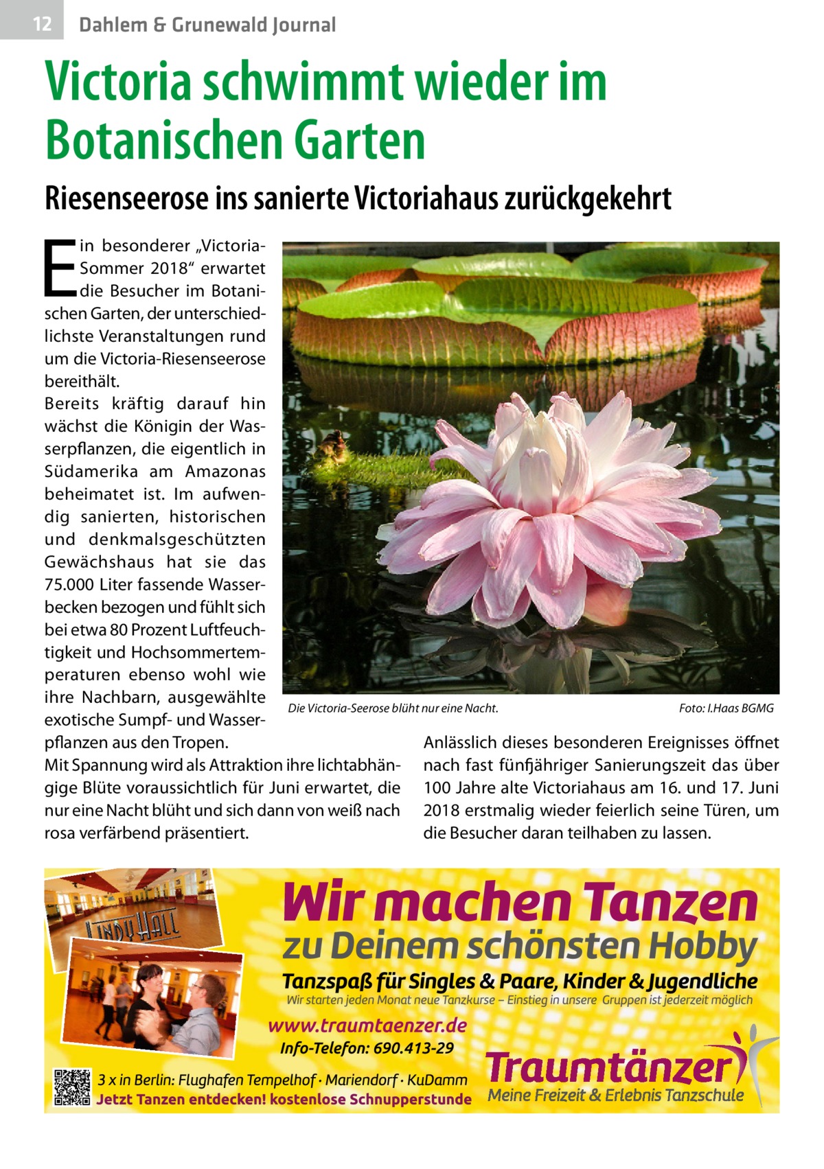 12  Dahlem & Grunewald Journal  Victoria schwimmt wieder im Botanischen Garten Riesenseerose ins sanierte Victoriahaus zurückgekehrt  E  in besonderer „VictoriaSommer 2018“ erwartet die Besucher im Botanischen Garten, der unterschiedlichste Veranstaltungen rund um die Victoria-Riesenseerose bereithält. Bereits kräftig darauf hin wächst die Königin der Wasserpflanzen, die eigentlich in Südamerika am Amazonas beheimatet ist. Im aufwendig sanierten, historischen und denkmalsgeschützten Gewächshaus hat sie das 75.000 Liter fassende Wasserbecken bezogen und fühlt sich bei etwa 80 Prozent Luftfeuchtigkeit und Hochsommertemperaturen ebenso wohl wie ihre Nachbarn, ausgewählte Die Victoria-Seerose blüht nur eine Nacht.� Foto: I.Haas BGMG exotische Sumpf- und WasserAnlässlich dieses besonderen Ereignisses öffnet pflanzen aus den Tropen. Mit Spannung wird als Attraktion ihre lichtabhän- nach fast fünfjähriger Sanierungszeit das über gige Blüte voraussichtlich für Juni erwartet, die 100 Jahre alte Victoriahaus am 16. und 17. Juni nur eine Nacht blüht und sich dann von weiß nach 2018 erstmalig wieder feierlich seine Türen, um rosa verfärbend präsentiert. die Besucher daran teilhaben zu lassen.