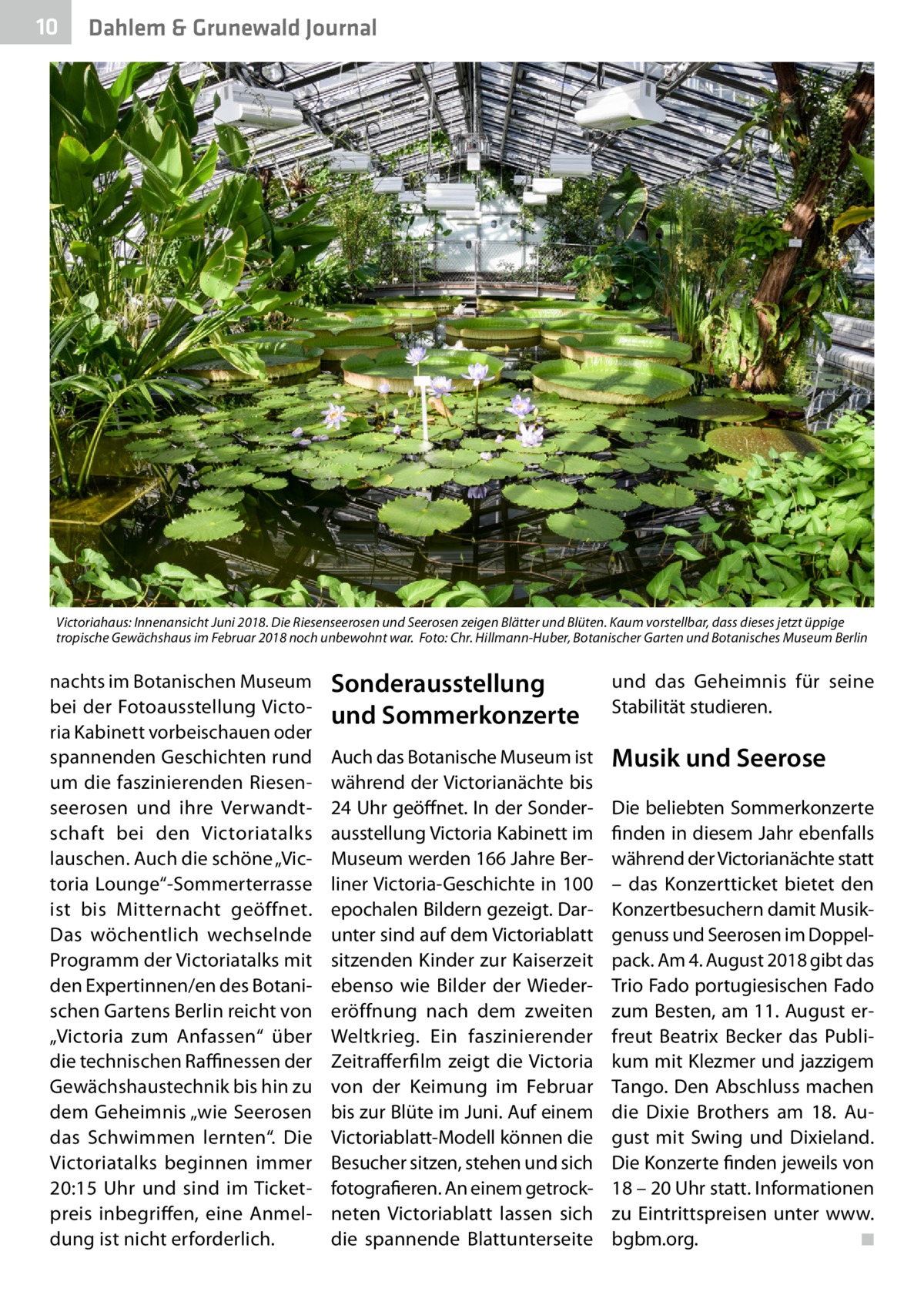 10  Dahlem & Grunewald Journal  Victoriahaus: Innenansicht Juni 2018. Die Riesenseerosen und Seerosen zeigen Blätter und Blüten. Kaum vorstellbar, dass dieses jetzt üppige tropische Gewächshaus im Februar 2018 noch unbewohnt war.� Foto: Chr. Hillmann-Huber, Botanischer Garten und Botanisches Museum Berlin  nachts im Botanischen Museum bei der Fotoausstellung Victoria Kabinett vorbeischauen oder spannenden Geschichten rund um die faszinierenden Riesenseerosen und ihre Verwandtschaft bei den Victoriatalks lauschen. Auch die schöne „Victoria Lounge“-Sommerterrasse ist bis Mitternacht geöffnet. Das wöchentlich wechselnde Programm der Victoriatalks mit den Expertinnen/en des Botanischen Gartens Berlin reicht von „Victoria zum Anfassen“ über die technischen Raffinessen der Gewächshaustechnik bis hin zu dem Geheimnis „wie Seerosen das Schwimmen lernten“. Die Victoriatalks beginnen immer 20:15  Uhr und sind im Ticketpreis inbegriffen, eine Anmeldung ist nicht erforderlich.  Sonderausstellung und Sommerkonzerte  und das Geheimnis für seine Stabilität studieren.  Auch das Botanische Museum ist während der Victorianächte bis 24 Uhr geöffnet. In der Sonderausstellung Victoria Kabinett im Museum werden 166 Jahre Berliner Victoria-Geschichte in 100 epochalen Bildern gezeigt. Darunter sind auf dem Victoriablatt sitzenden Kinder zur Kaiserzeit ebenso wie Bilder der Wiedereröffnung nach dem zweiten Weltkrieg. Ein faszinierender Zeitrafferfilm zeigt die Victoria von der Keimung im Februar bis zur Blüte im Juni. Auf einem Victoriablatt-Modell können die Besucher sitzen, stehen und sich fotografieren. An einem getrockneten Victoriablatt lassen sich die spannende Blattunterseite  Musik und Seerose Die beliebten Sommerkonzerte finden in diesem Jahr ebenfalls während der Victorianächte statt – das Konzertticket bietet den Konzertbesuchern damit Musikgenuss und Seerosen im Doppelpack. Am 4. August 2018 gibt das Trio Fado portugiesischen Fado zum Besten, am 11. August erfreut Beatrix Becker das Publikum mit Klezmer und jazzigem Tango. Den Abschluss machen die Dixie Brothers am 18.  August mit Swing und Dixieland. Die Konzerte finden jeweils von 18 – 20 Uhr statt. Informationen zu Eintrittspreisen unter www. bgbm.org. � ◾