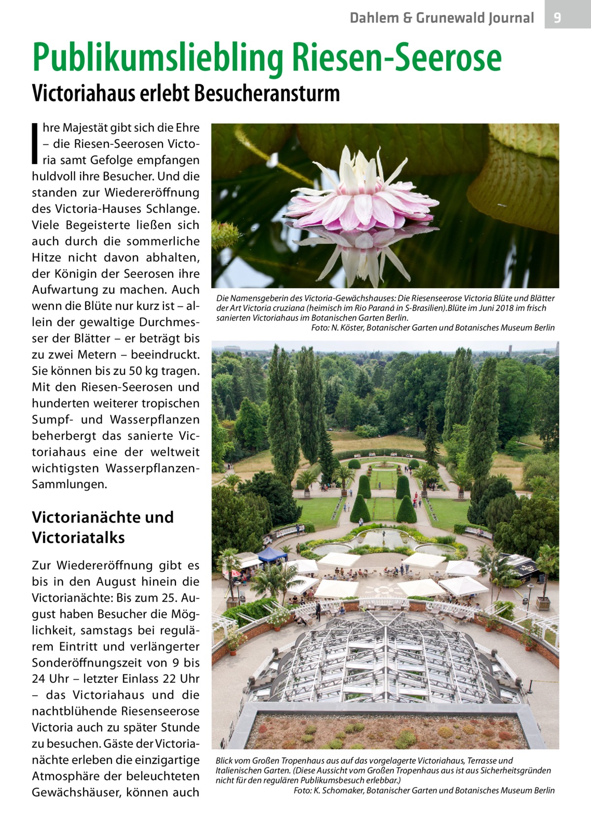 Dahlem & Grunewald Journal  9  Publikumsliebling Riesen-Seerose Victoriahaus erlebt Besucheransturm  I  hre Majestät gibt sich die Ehre – die Riesen-Seerosen Victoria samt Gefolge empfangen huldvoll ihre Besucher. Und die standen zur Wiedereröffnung des Victoria-Hauses Schlange. Viele Begeisterte ließen sich auch durch die sommerliche Hitze nicht davon abhalten, der Königin der Seerosen ihre Aufwartung zu machen. Auch wenn die Blüte nur kurz ist – allein der gewaltige Durchmesser der Blätter – er beträgt bis zu zwei Metern – beeindruckt. Sie können bis zu 50 kg tragen. Mit den Riesen-Seerosen und hunderten weiterer tropischen Sumpf- und Wasserpflanzen beherbergt das sanierte Victoriahaus eine der weltweit wichtigsten WasserpflanzenSammlungen.  Die Namensgeberin des Victoria-Gewächshauses: Die Riesenseerose Victoria Blüte und Blätter der Art Victoria cruziana (heimisch im Rio Paraná in S-Brasilien).Blüte im Juni 2018 im frisch sanierten Victoriahaus im Botanischen Garten Berlin. Foto: N. Köster, Botanischer Garten und Botanisches Museum Berlin  Victorianächte und Victoriatalks Zur Wiedereröffnung gibt es bis in den August hinein die Victoria­nächte: Bis zum 25. August haben Besucher die Möglichkeit, samstags bei regulärem Eintritt und verlängerter Sonderöffnungszeit von 9 bis 24 Uhr – letzter Einlass 22 Uhr – das Victoriahaus und die nachtblühende Riesenseerose Victoria auch zu später Stunde zu besuchen. Gäste der Victoria­ nächte erleben die einzigartige Atmosphäre der beleuchteten Gewächshäuser, können auch  Blick vom Großen Tropenhaus aus auf das vorgelagerte Victoriahaus, Terrasse und Italienischen Garten. (Diese Aussicht vom Großen Tropenhaus aus ist aus Sicherheitsgründen nicht für den regulären Publikumsbesuch erlebbar.) Foto: K. Schomaker, Botanischer Garten und Botanisches Museum Berlin