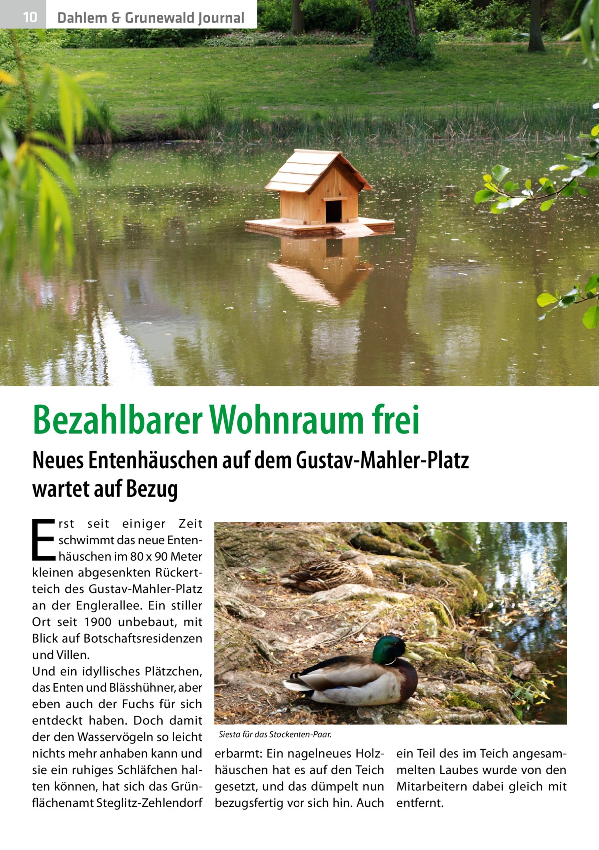 10  Dahlem & Grunewald Journal  Bezahlbarer Wohnraum frei  Neues Entenhäuschen auf dem Gustav-Mahler-Platz wartet auf Bezug  E  rst seit einiger Zeit schwimmt das neue Entenhäuschen im 80 x 90 Meter kleinen abgesenkten Rückertteich des Gustav-Mahler-Platz an der Englerallee. Ein stiller Ort seit 1900 unbebaut, mit Blick auf Botschaftsresidenzen und Villen. Und ein idyllisches Plätzchen, das Enten und Blässhühner, aber eben auch der Fuchs für sich entdeckt haben. Doch damit der den Wasservögeln so leicht nichts mehr anhaben kann und sie ein ruhiges Schläfchen halten können, hat sich das Grünflächenamt Steglitz-Zehlendorf  Siesta für das Stockenten-Paar.  erbarmt: Ein nagelneues Holzhäuschen hat es auf den Teich gesetzt, und das dümpelt nun bezugsfertig vor sich hin. Auch  ein Teil des im Teich angesammelten Laubes wurde von den Mitarbeitern dabei gleich mit entfernt.