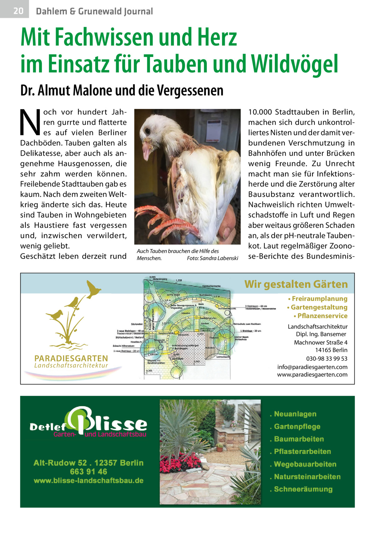 20  Dahlem & Grunewald Journal  Mit Fachwissen und Herz im Einsatz für Tauben und Wildvögel Dr. Almut Malone und die Vergessenen  N  och vor hundert Jahren gurrte und flatterte es auf vielen Berliner Dachböden. Tauben galten als Delikatesse, aber auch als angenehme Hausgenossen, die sehr zahm werden können. Freilebende Stadttauben gab es kaum. Nach dem zweiten Weltkrieg änderte sich das. Heute sind Tauben in Wohngebieten als Haustiere fast vergessen und, inzwischen verwildert, wenig geliebt. Geschätzt leben derzeit rund  Auch Tauben brauchen die Hilfe des Menschen.� Foto: Sandra Labenski  10.000 Stadttauben in Berlin, machen sich durch unkontrolliertes Nisten und der damit verbundenen Verschmutzung in Bahnhöfen und unter Brücken wenig Freunde. Zu Unrecht macht man sie für Infektionsherde und die Zerstörung alter Bausubstanz verantwortlich. Nachweislich richten Umweltschadstoffe in Luft und Regen aber weitaus größeren Schaden an, als der pH-neutrale Taubenkot. Laut regelmäßiger Zoonose-Berichte des Bundesminis Wir gestalten Gärten • Freiraumplanung • Gartengestaltung • Pflanzenservice  PARADIESGARTEN Landschaftsarchitektur  Landschaftsarchitektur Dipl. Ing. Bansemer Machnower Straße 4 14165 Berlin 030-98 33 99 53 info@paradiesgaerten.com www.paradiesgaerten.com