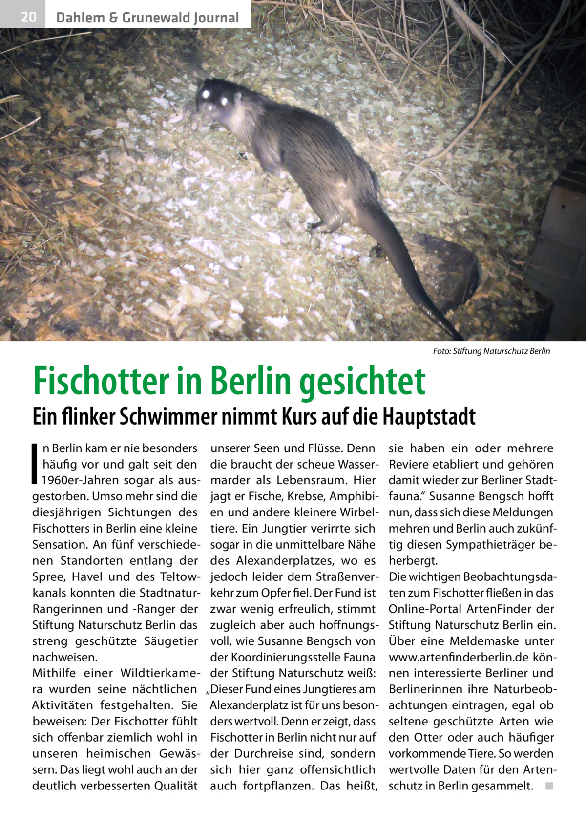 20  Gesundheit Dahlem & Grunewald Journal  �  Fischotter in Berlin gesichtet  Foto: Stiftung Naturschutz Berlin  Ein flinker Schwimmer nimmt Kurs auf die Hauptstadt  I  n Berlin kam er nie besonders häufig vor und galt seit den 1960er-Jahren sogar als ausgestorben. Umso mehr sind die diesjährigen Sichtungen des Fischotters in Berlin eine kleine Sensation. An fünf verschiedenen Standorten entlang der Spree, Havel und des Teltowkanals konnten die StadtnaturRangerinnen und -Ranger der Stiftung Naturschutz Berlin das streng geschützte Säugetier nachweisen. Mithilfe einer Wildtierkamera wurden seine nächtlichen Aktivitäten festgehalten. Sie beweisen: Der Fischotter fühlt sich offenbar ziemlich wohl in unseren heimischen Gewässern. Das liegt wohl auch an der deutlich verbesserten Qualität  unserer Seen und Flüsse. Denn die braucht der scheue Wassermarder als Lebensraum. Hier jagt er Fische, Krebse, Amphibien und andere kleinere Wirbeltiere. Ein Jungtier verirrte sich sogar in die unmittelbare Nähe des Alexanderplatzes, wo es jedoch leider dem Straßenverkehr zum Opfer fiel. Der Fund ist zwar wenig erfreulich, stimmt zugleich aber auch hoffnungsvoll, wie Susanne Bengsch von der Koordinierungsstelle Fauna der Stiftung Naturschutz weiß: „Dieser Fund eines Jungtieres am Alexanderplatz ist für uns besonders wertvoll. Denn er zeigt, dass Fischotter in Berlin nicht nur auf der Durchreise sind, sondern sich hier ganz offensichtlich auch fortpflanzen. Das heißt,  sie haben ein oder mehrere Reviere etabliert und gehören damit wieder zur Berliner Stadtfauna.“ Susanne Bengsch hofft nun, dass sich diese Meldungen mehren und Berlin auch zukünftig diesen Sympathieträger beherbergt. Die wichtigen Beobachtungsdaten zum Fischotter fließen in das Online-Portal ArtenFinder der Stiftung Naturschutz Berlin ein. Über eine Meldemaske unter www.artenfinderberlin.de können interessierte Berliner und Berlinerinnen ihre Naturbeobachtungen eintragen, egal ob seltene geschützte Arten wie den Otter oder auch häufiger vorkommende Tiere. So werden wertvolle Daten für den Artenschutz in Berlin gesammelt.� ◾