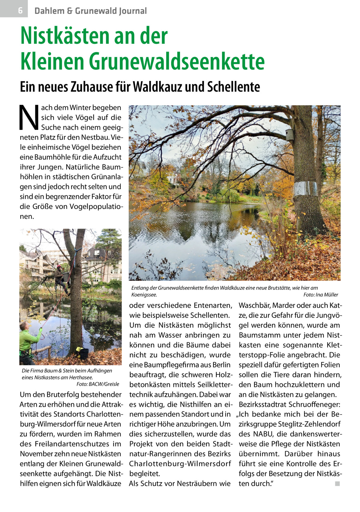 6  Dahlem & Grunewald Journal  Nistkästen an der Kleinen Grunewaldseenkette Ein neues Zuhause für Waldkauz und Schellente  N  ach dem Winter begeben sich viele Vögel auf die Suche nach einem geeigneten Platz für den Nestbau. Viele einheimische Vögel beziehen eine Baumhöhle für die Aufzucht ihrer Jungen. Natürliche Baumhöhlen in städtischen Grünanlagen sind jedoch recht selten und sind ein begrenzender Faktor für die Größe von Vogelpopulationen.  Entlang der Grunewaldseenkette finden Waldkäuze eine neue Brutstätte, wie hier am Koenigssee. � Foto: Ina Müller  Die Firma Baum & Stein beim Aufhängen eines Nistkastens am Herthasee. � Foto: BACW/Greisle  Um den Bruterfolg bestehender Arten zu erhöhen und die Attraktivität des Standorts Charlottenburg-Wilmersdorf für neue Arten zu fördern, wurden im Rahmen des Freilandartenschutzes im November zehn neue Nistkästen entlang der Kleinen Grunewaldseenkette aufgehängt. Die Nisthilfen eignen sich für Waldkäuze  oder verschiedene Entenarten, wie beispielsweise Schellenten. Um die Nistkästen möglichst nah am Wasser anbringen zu können und die Bäume dabei nicht zu beschädigen, wurde eine Baumpflegefirma aus Berlin beauftragt, die schweren Holzbetonkästen mittels Seilklettertechnik aufzuhängen. Dabei war es wichtig, die Nisthilfen an einem passenden Standort und in richtiger Höhe anzubringen. Um dies sicherzustellen, wurde das Projekt von den beiden Stadtnatur-Rangerinnen des Bezirks Charlottenburg-Wilmersdorf begleitet. Als Schutz vor Nesträubern wie  Waschbär, Marder oder auch Katze, die zur Gefahr für die Jungvögel werden können, wurde am Baumstamm unter jedem Nistkasten eine sogenannte Kletterstopp-Folie angebracht. Die speziell dafür gefertigten Folien sollen die Tiere daran hindern, den Baum hochzuklettern und an die Nistkästen zu gelangen. Bezirksstadtrat Schruoffeneger: „Ich bedanke mich bei der Bezirksgruppe Steglitz-Zehlendorf des NABU, die dankenswerterweise die Pflege der Nistkästen übernimmt. Darüber hinaus führt sie eine Kontrolle des Erfolgs der Besetzung der Nistkästen durch.“ � ◾