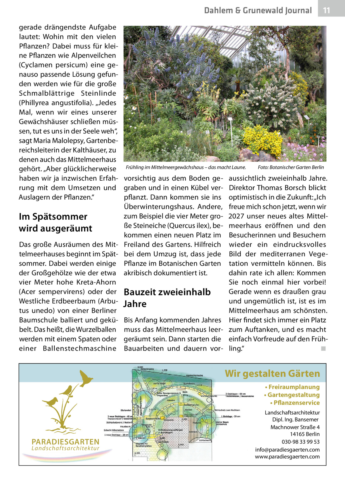 Dahlem & Grunewald Gesundheit Journal  11 11  gerade drängendste Aufgabe lautet: Wohin mit den vielen Pflanzen? Dabei muss für kleine Pflanzen wie Alpenveilchen (Cyclamen persicum) eine genauso passende Lösung gefunden werden wie für die große Schmalblättrige Steinlinde (Phillyrea angustifolia). „Jedes Mal, wenn wir eines unserer Gewächshäuser schließen müssen, tut es uns in der Seele weh“, sagt Maria Malolepsy, Gartenbereichsleiterin der Kalthäuser, zu denen auch das Mittelmeerhaus gehört. „Aber glücklicherweise Frühling im Mittelmeergewächshaus – das macht Laune.� Foto: Botanischer Garten Berlin haben wir ja inzwischen Erfah- vorsichtig aus dem Boden ge- aussichtlich zweieinhalb Jahre. rung mit dem Umsetzen und graben und in einen Kübel ver- Direktor Thomas Borsch blickt Auslagern der Pflanzen.“ pflanzt. Dann kommen sie ins optimistisch in die Zukunft: „Ich Überwinterungshaus. Andere, freue mich schon jetzt, wenn wir zum Beispiel die vier Meter gro- 2027 unser neues altes MittelIm Spätsommer ße Steineiche (Quercus ilex), be- meerhaus eröffnen und den wird ausgeräumt kommen einen neuen Platz im Besucherinnen und Besuchern Das große Ausräumen des Mit- Freiland des Gartens. Hilfreich wieder ein eindrucksvolles telmeerhauses beginnt im Spät- bei dem Umzug ist, dass jede Bild der mediterranen Vegesommer. Dabei werden einige Pflanze im Botanischen Garten tation vermitteln können. Bis der Großgehölze wie der etwa akribisch dokumentiert ist. dahin rate ich allen: Kommen vier Meter hohe Kreta-Ahorn Sie noch einmal hier vorbei! Gerade wenn es draußen grau (Acer sempervirens) oder der Bauzeit zweieinhalb Westliche Erdbeerbaum (Arbu- Jahre und ungemütlich ist, ist es im tus unedo) von einer Berliner Mittelmeerhaus am schönsten. Baumschule balliert und gekü- Bis Anfang kommenden Jahres Hier findet sich immer ein Platz belt. Das heißt, die Wurzelballen muss das Mittelmeerhaus leer- zum Auftanken, und es macht werden mit einem Spaten oder geräumt sein. Dann starten die einfach Vorfreude auf den Früheiner Ballenstechmaschine Bauarbeiten und dauern vor- ling.“ � ◾  Wir gestalten Gärten • Freiraumplanung • Gartengestaltung • Pflanzenservice  PARADIESGARTEN Landschaftsarchitektur  Landschaftsarchitektur Dipl. Ing. Bansemer Machnower Straße 4 14165 Berlin 030-98 33 99 53 info@paradiesgaerten.com www.paradiesgaerten.com