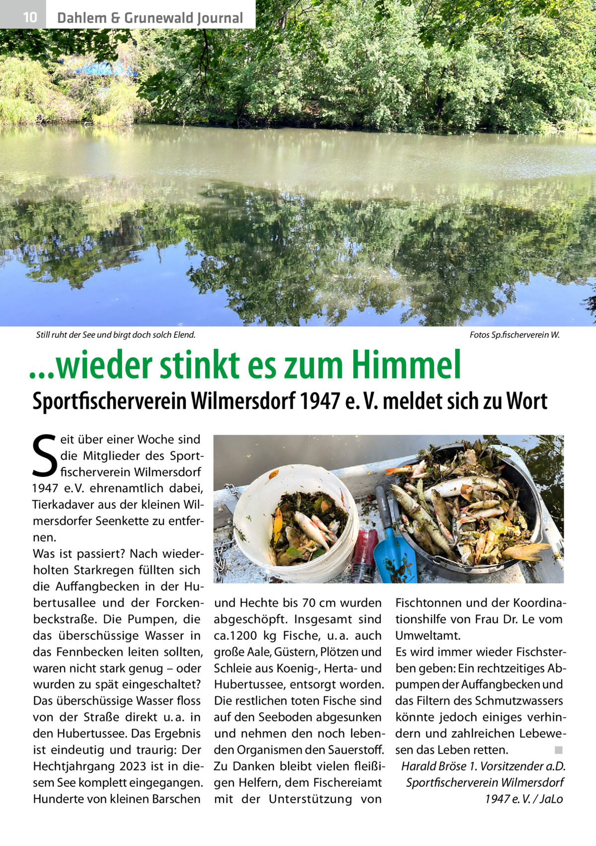 10  Dahlem & Grunewald Journal  Still ruht der See und birgt doch solch Elend. �  ...wieder stinkt es zum Himmel  Fotos Sp.fischerverein W.  Sportfischerverein Wilmersdorf 1947 e. V. meldet sich zu Wort  S  eit über einer Woche sind die Mitglieder des Sportfischerverein Wilmersdorf 1947 e. V. ehrenamtlich dabei, Tierkadaver aus der kleinen Wilmersdorfer Seenkette zu entfernen. Was ist passiert? Nach wiederholten Starkregen füllten sich die Auffangbecken in der Hubertusallee und der Forckenbeckstraße. Die Pumpen, die das überschüssige Wasser in das Fennbecken leiten sollten, waren nicht stark genug – oder wurden zu spät eingeschaltet? Das überschüssige Wasser floss von der Straße direkt u. a. in den Hubertussee. Das Ergebnis ist eindeutig und traurig: Der Hechtjahrgang 2023 ist in diesem See komplett eingegangen. Hunderte von kleinen Barschen  und Hechte bis 70 cm wurden abgeschöpft. Insgesamt sind ca.1200  kg Fische, u. a. auch große Aale, Güstern, Plötzen und Schleie aus Koenig-, Herta- und Hubertussee, entsorgt worden. Die restlichen toten Fische sind auf den Seeboden abgesunken und nehmen den noch lebenden Organismen den Sauerstoff. Zu Danken bleibt vielen fleißigen Helfern, dem Fischereiamt mit der Unterstützung von  Fischtonnen und der Koordinationshilfe von Frau Dr.  Le vom Umweltamt. Es wird immer wieder Fischsterben geben: Ein rechtzeitiges Abpumpen der Auffangbecken und das Filtern des Schmutzwassers könnte jedoch einiges verhindern und zahlreichen Lebewesen das Leben retten.� ◾ Harald Bröse 1. Vorsitzender a.D. Sportfischerverein Wilmersdorf 1947 e. V. / JaLo