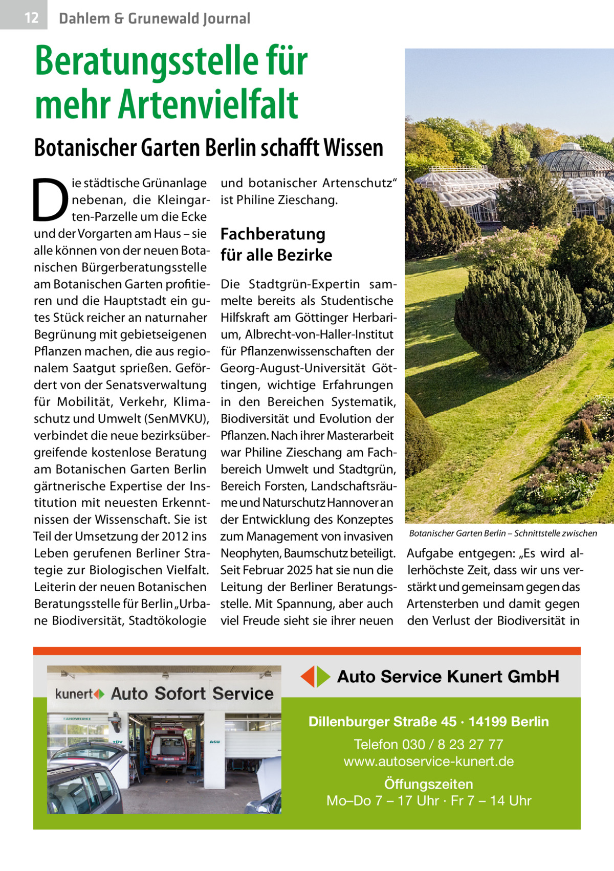 12  Dahlem & Grunewald Journal  Beratungsstelle für mehr Artenvielfalt Botanischer Garten Berlin schafft Wissen  D  ie städtische Grünanlage nebenan, die Kleingarten-Parzelle um die Ecke und der Vorgarten am Haus – sie alle können von der neuen Botanischen Bürgerberatungsstelle am Botanischen Garten profitieren und die Hauptstadt ein gutes Stück reicher an naturnaher Begrünung mit gebietseigenen Pflanzen machen, die aus regionalem Saatgut sprießen. Gefördert von der Senatsverwaltung für Mobilität, Verkehr, Klimaschutz und Umwelt (SenMVKU), verbindet die neue bezirksübergreifende kostenlose Beratung am Botanischen Garten Berlin gärtnerische Expertise der Institution mit neuesten Erkenntnissen der Wissenschaft. Sie ist Teil der Umsetzung der 2012 ins Leben gerufenen Berliner Strategie zur Biologischen Vielfalt. Leiterin der neuen Botanischen Beratungsstelle für Berlin „Urbane Biodiversität, Stadtökologie  und botanischer Artenschutz“ ist Philine Zieschang.  Fachberatung für alle Bezirke Die Stadtgrün-Expertin sammelte bereits als Studentische Hilfskraft am Göttinger Herbarium, Albrecht-von-Haller-Institut für Pflanzenwissenschaften der Georg-August-Universität Göttingen, wichtige Erfahrungen in den Bereichen Systematik, Biodiversität und Evolution der Pflanzen. Nach ihrer Masterarbeit war Philine Zieschang am Fachbereich Umwelt und Stadtgrün, Bereich Forsten, Landschaftsräume und Naturschutz Hannover an der Entwicklung des Konzeptes zum Management von invasiven Neophyten, Baumschutz beteiligt. Seit Februar 2025 hat sie nun die Leitung der Berliner Beratungsstelle. Mit Spannung, aber auch viel Freude sieht sie ihrer neuen  Botanischer Garten Berlin – Schnittstelle zwischen 	  Aufgabe entgegen: „Es wird allerhöchste Zeit, dass wir uns verstärkt und gemeinsam gegen das Artensterben und damit gegen den Verlust der Biodiversität in  ◀▶ Auto Service Kunert GmbH Dillenburger Straße 45 · 14199 Berlin Telefon 030 / 8 23 27 77 www.autoservice-kunert.de Öffungszeiten Mo–Do 7 – 17 Uhr · Fr 7 – 14 Uhr