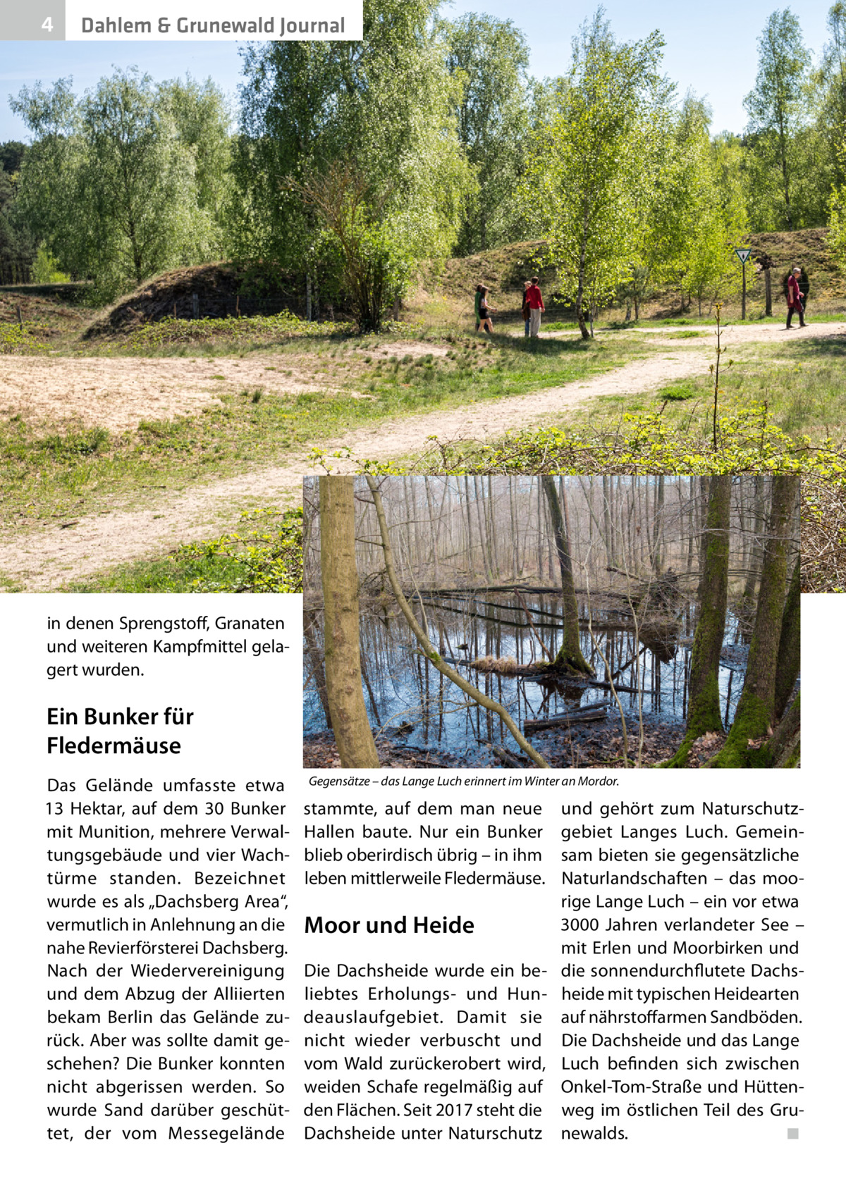 4  Dahlem & Grunewald Journal  in denen Sprengstoff, Granaten und weiteren Kampfmittel gelagert wurden.  Ein Bunker für Fledermäuse Das Gelände umfasste etwa 13  Hektar, auf dem 30  Bunker mit Munition, mehrere Verwaltungsgebäude und vier Wachtürme standen. Bezeichnet wurde es als „Dachsberg Area“, vermutlich in Anlehnung an die nahe Revierförsterei Dachsberg. Nach der Wiedervereinigung und dem Abzug der Alliierten bekam Berlin das Gelände zurück. Aber was sollte damit geschehen? Die Bunker konnten nicht abgerissen werden. So wurde Sand darüber geschüttet, der vom Messegelände  Gegensätze – das Lange Luch erinnert im Winter an Mordor.  stammte, auf dem man neue Hallen baute. Nur ein Bunker blieb oberirdisch übrig – in ihm leben mittlerweile Fledermäuse.  Moor und Heide Die Dachsheide wurde ein beliebtes Erholungs- und Hundeauslaufgebiet. Damit sie nicht wieder verbuscht und vom Wald zurückerobert wird, weiden Schafe regelmäßig auf den Flächen. Seit 2017 steht die Dachsheide unter Naturschutz  und gehört zum Naturschutzgebiet Langes Luch. Gemeinsam bieten sie gegensätzliche Naturlandschaften – das moorige Lange Luch – ein vor etwa 3000  Jahren verlandeter See – mit Erlen und Moorbirken und die sonnendurchflutete Dachsheide mit typischen Heidearten auf nährstoffarmen Sandböden. Die Dachsheide und das Lange Luch befinden sich zwischen Onkel-Tom-Straße und Hüttenweg im östlichen Teil des Grunewalds. � ◾