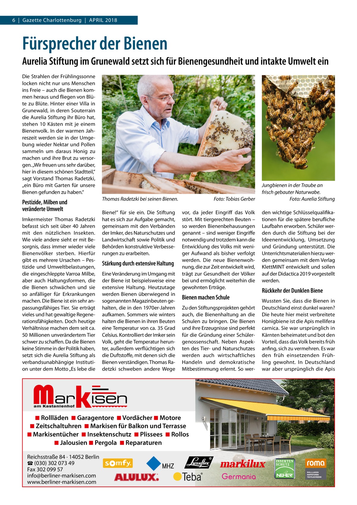 6  |  Gazette Charlottenburg  |  April 2018  Fürsprecher der Bienen Aurelia Stiftung im Grunewald setzt sich für Bienengesundheit und intakte Umwelt ein Die Strahlen der Frühlingssonne locken nicht nur uns Menschen ins Freie – auch die Bienen kommen heraus und fliegen von Blüte zu Blüte. Hinter einer Villa in Grunewald, in deren Souterrain die Aurelia Stiftung ihr Büro hat, stehen 10 Kästen mit je einem Bienenvolk. In der warmen Jahreszeit werden sie in der Umgebung wieder Nektar und Pollen sammeln um daraus Honig zu machen und ihre Brut zu versorgen. „Wir freuen uns sehr darüber, hier in diesem schönen Stadtteil,“ sagt Vorstand Thomas Radetzki, „ein Büro mit Garten für unsere Bienen gefunden zu haben.“  Pestizide, Milben und veränderte Umwelt Imkermeister Thomas Radetzki befasst sich seit über 40  Jahren mit den nützlichen Insekten. Wie viele andere sieht er mit Besorgnis, dass immer wieder viele Bienenvölker sterben. Hierfür gibt es mehrere Ursachen – Pestizide und Umweltbelastungen, die eingeschleppte Varroa Milbe, aber auch Haltungsformen, die die Bienen schwächen und sie so anfälliger für Erkrankungen machen. Die Biene ist ein sehr anpassungsfähiges Tier. Sie erträgt vieles und hat gewaltige Regenerationsfähigkeiten. Doch heutige Verhältnisse machen dem seit ca. 50 Millionen unverändertem Tier schwer zu schaffen. Da die Bienen keine Stimme in der Politik haben, setzt sich die Aurelia Stiftung als verbandsunabhängige Institution unter dem Motto „Es lebe die  Thomas Radetzki bei seinen Bienen. � Biene!“ für sie ein. Die Stiftung hat es sich zur Aufgabe gemacht, gemeinsam mit den Verbänden der Imker, des Naturschutzes und Landwirtschaft sowie Politik und Behörden konstruktive Verbesserungen zu erarbeiten.  Stärkung durch extensive Haltung Eine Veränderung im Umgang mit der Biene ist beispielsweise eine extensive Haltung. Heutzutage werden Bienen überwiegend in sogenannten Magazinbeuten gehalten, die in den 1970er-Jahren aufkamen. Sommers wie winters halten die Bienen in ihren Beuten eine Temperatur von ca. 35 Grad Celsius. Kontrolliert der Imker sein Volk, geht die Temperatur herunter, außerdem verflüchtigen sich die Duftstoffe, mit denen sich die Bienen verständigen. Thomas Radetzki schweben andere Wege  Markisen  Foto: Tobias Gerber vor, da jeder Eingriff das Volk stört. Mit tiergerechten Beuten – so werden Bienenbehausungen genannt – sind weniger Eingriffe notwendig und trotzdem kann die Entwicklung des Volks mit weniger Aufwand als bisher verfolgt werden. Die neue Bienenwohnung, die zur Zeit entwickelt wird, trägt zur Gesundheit der Völker bei und ermöglicht weiterhin die gewohnten Erträge.  Bienen machen Schule Zu den Stiftungsprojekten gehört auch, die Bienenhaltung an die Schulen zu bringen. Die Bienen und ihre Erzeugnisse sind perfekt für die Gründung einer Schülergenossenschaft. Neben Aspekten des Tier- und Naturschutzes werden auch wirtschaftliches Handeln und demokratische Mitbestimmung erlernt. So wer ◾ Rollläden ◾ Garagentore ◾ Vordächer ◾ Motore ◾ Zeitschaltuhren ◾ Markisen für Balkon und Terrasse ◾ Markisentücher ◾ Insektenschutz ◾ Plissees ◾ Rollos ◾ Jalousien ◾ Pergola ◾ Reparaturen Reichsstraße 84 · 14052 Berlin ☎ (030) 302 073 49 Fax 302 099 57 info@berliner-markisen.com www.berliner-markisen.com  Jungbienen in der Traube an frisch gebauter Naturwabe. � Foto: Aurelia Stiftung den wichtige Schlüsselqualifikationen für die spätere berufliche Laufbahn erworben. Schüler werden durch die Stiftung bei der Ideenentwicklung, Umsetzung und Gründung unterstützt. Die Unterrichtsmaterialien hierzu werden gemeinsam mit dem Verlag KlettMINT entwickelt und sollen auf der Didactica 2019 vorgestellt werden.  Rückkehr der Dunklen Biene Wussten Sie, dass die Bienen in Deutschland einst dunkel waren? Die heute hier meist verbreitete Honigbiene ist die Apis mellifera carnica. Sie war ursprünglich in Kärnten beheimatet und bot den Vorteil, dass das Volk bereits früh anfing, sich zu vermehren. Es war den früh einsetzenden Frühling gewohnt. In Deutschland war aber ursprünglich die Apis