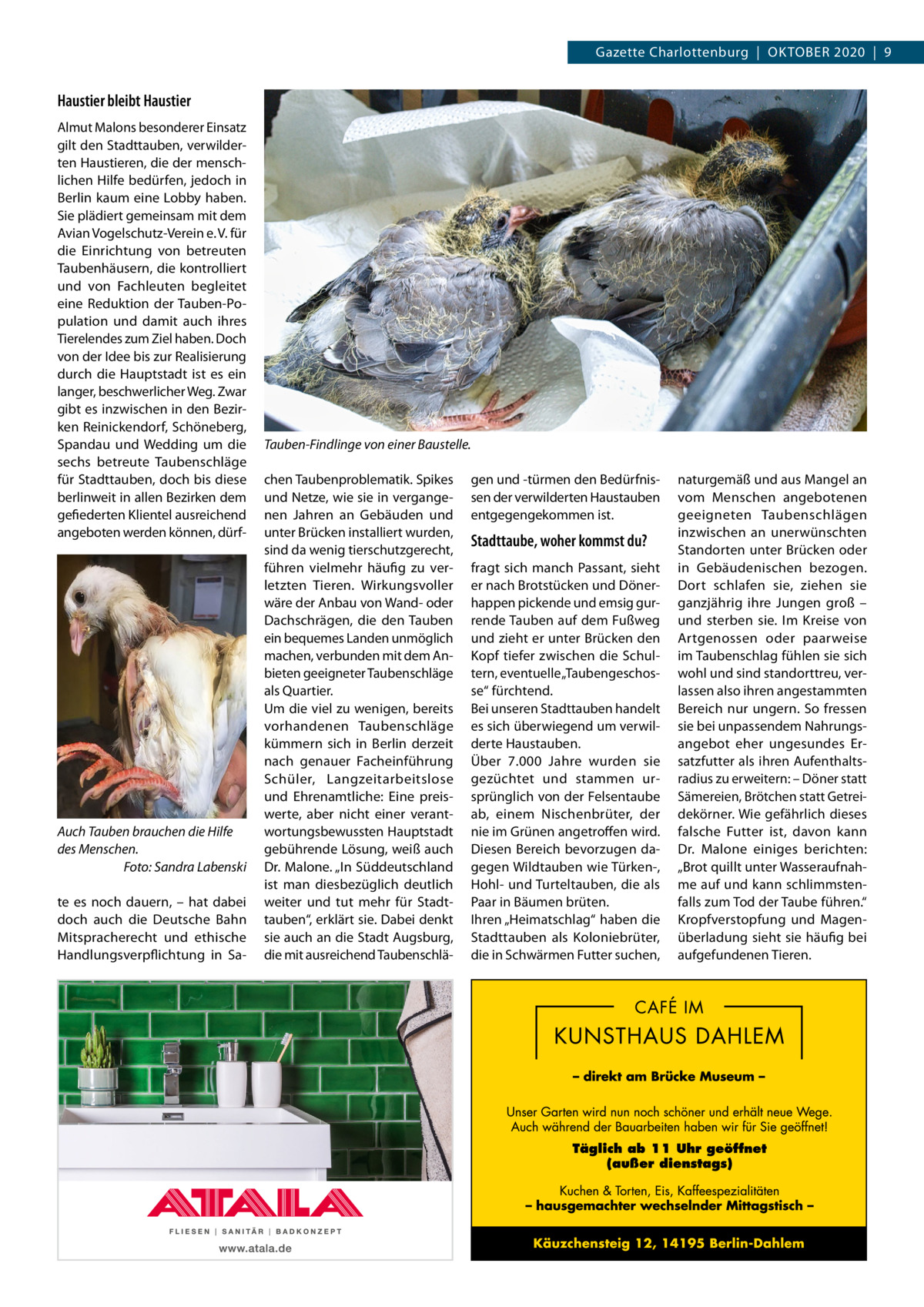 Gazette Charlottenburg  |  OKTOBEr 2020  |  9  Haustier bleibt Haustier Almut Malons besonderer Einsatz gilt den Stadttauben, verwilderten Haustieren, die der menschlichen Hilfe bedürfen, jedoch in Berlin kaum eine Lobby haben. Sie plädiert gemeinsam mit dem Avian Vogelschutz-Verein e. V. für die Einrichtung von betreuten Taubenhäusern, die kontrolliert und von Fachleuten begleitet eine reduktion der Tauben-Population und damit auch ihres Tierelendes zum Ziel haben. Doch von der Idee bis zur realisierung durch die Hauptstadt ist es ein langer, beschwerlicher Weg. Zwar gibt es inzwischen in den Bezirken reinickendorf, Schöneberg, Spandau und Wedding um die sechs betreute Taubenschläge für Stadttauben, doch bis diese berlinweit in allen Bezirken dem gefiederten Klientel ausreichend angeboten werden können, dürf Auch Tauben brauchen die Hilfe des Menschen. Foto: Sandra Labenski te es noch dauern, – hat dabei doch auch die Deutsche Bahn Mitspracherecht und ethische Handlungsverpflichtung in Sa Tauben-Findlinge von einer Baustelle. chen Taubenproblematik. Spikes und Netze, wie sie in vergangenen Jahren an Gebäuden und unter Brücken installiert wurden, sind da wenig tierschutzgerecht, führen vielmehr häufig zu verletzten Tieren. Wirkungsvoller wäre der Anbau von Wand- oder Dachschrägen, die den Tauben ein bequemes Landen unmöglich machen, verbunden mit dem Anbieten geeigneter Taubenschläge als Quartier. Um die viel zu wenigen, bereits vorhandenen Taubenschläge kümmern sich in Berlin derzeit nach genauer Facheinführung Schüler, Langzeitarbeitslose und Ehrenamtliche: Eine preiswerte, aber nicht einer verantwortungsbewussten Hauptstadt gebührende Lösung, weiß auch Dr. Malone. „In Süddeutschland ist man diesbezüglich deutlich weiter und tut mehr für Stadttauben“, erklärt sie. Dabei denkt sie auch an die Stadt Augsburg, die mit ausreichend Taubenschlä gen und -türmen den Bedürfnissen der verwilderten Haustauben entgegengekommen ist.  Stadttaube, woher kommst du? fragt sich manch Passant, sieht er nach Brotstücken und Dönerhappen pickende und emsig gurrende Tauben auf dem Fußweg und zieht er unter Brücken den Kopf tiefer zwischen die Schultern, eventuelle „Taubengeschosse“ fürchtend. Bei unseren Stadttauben handelt es sich überwiegend um verwilderte Haustauben. Über 7.000  Jahre wurden sie gezüchtet und stammen ursprünglich von der Felsentaube ab, einem Nischenbrüter, der nie im Grünen angetroffen wird. Diesen Bereich bevorzugen dagegen Wildtauben wie Türken-, Hohl- und Turteltauben, die als Paar in Bäumen brüten. Ihren „Heimatschlag“ haben die Stadttauben als Koloniebrüter, die in Schwärmen Futter suchen,  naturgemäß und aus Mangel an vom Menschen angebotenen geeigneten Taubenschlägen inzwischen an unerwünschten Standorten unter Brücken oder in Gebäudenischen bezogen. Dort schlafen sie, ziehen sie ganzjährig ihre Jungen groß – und sterben sie. Im Kreise von Artgenossen oder paarweise im Taubenschlag fühlen sie sich wohl und sind standorttreu, verlassen also ihren angestammten Bereich nur ungern. So fressen sie bei unpassendem Nahrungsangebot eher ungesundes Ersatzfutter als ihren Aufenthaltsradius zu erweitern: – Döner statt Sämereien, Brötchen statt Getreidekörner. Wie gefährlich dieses falsche Futter ist, davon kann Dr.  Malone einiges berichten: „Brot quillt unter Wasseraufnahme auf und kann schlimmstenfalls zum Tod der Taube führen.“ Kropfverstopfung und Magenüberladung sieht sie häufig bei aufgefundenen Tieren.