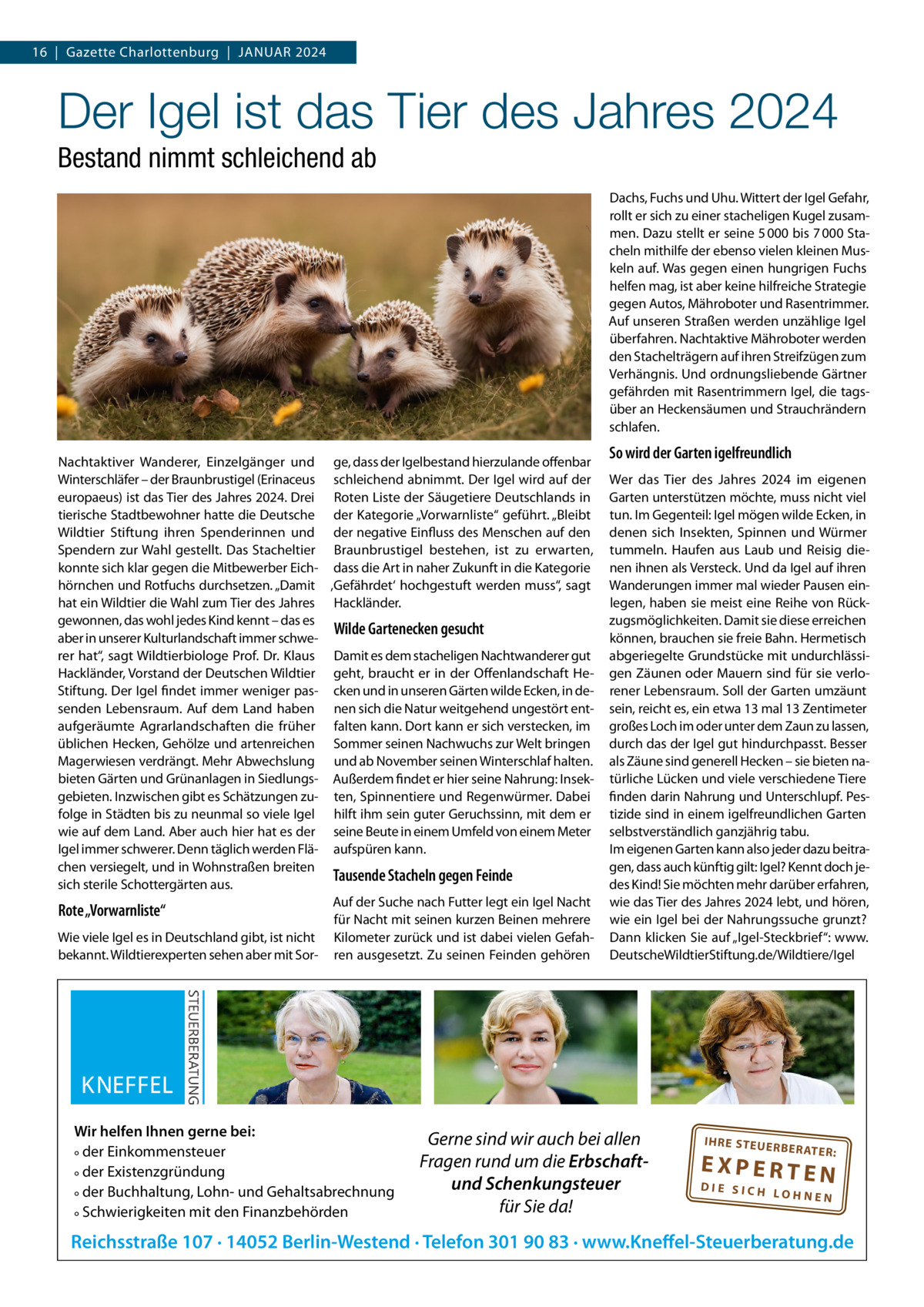 16  |  Gazette Charlottenburg  |  Januar 2024  Der Igel ist das Tier des Jahres 2024 Bestand nimmt schleichend ab Dachs, Fuchs und uhu. Wittert der Igel Gefahr, rollt er sich zu einer stacheligen Kugel zusammen. Dazu stellt er seine 5 000 bis 7 000 Stacheln mithilfe der ebenso vielen kleinen Muskeln auf. Was gegen einen hungrigen Fuchs helfen mag, ist aber keine hilfreiche Strategie gegen autos, Mähroboter und rasentrimmer. auf unseren Straßen werden unzählige Igel überfahren. nachtaktive Mähroboter werden den Stachelträgern auf ihren Streifzügen zum Verhängnis. und ordnungsliebende Gärtner gefährden mit rasentrimmern Igel, die tagsüber an Heckensäumen und Strauchrändern schlafen. nachtaktiver Wanderer, Einzelgänger und ge, dass der Igelbestand hierzulande offenbar Winterschläfer – der Braunbrustigel (Erinaceus schleichend abnimmt. Der Igel wird auf der europaeus) ist das Tier des Jahres 2024. Drei roten Liste der Säugetiere Deutschlands in tierische Stadtbewohner hatte die Deutsche der Kategorie „Vorwarnliste“ geführt. „Bleibt Wildtier Stiftung ihren Spenderinnen und der negative Einfluss des Menschen auf den Spendern zur Wahl gestellt. Das Stacheltier Braunbrustigel bestehen, ist zu erwarten, konnte sich klar gegen die Mitbewerber Eich- dass die art in naher Zukunft in die Kategorie hörnchen und rotfuchs durchsetzen. „Damit ‚Gefährdet‘ hochgestuft werden muss“, sagt hat ein Wildtier die Wahl zum Tier des Jahres Hackländer. gewonnen, das wohl jedes Kind kennt – das es Wilde Gartenecken gesucht aber in unserer Kulturlandschaft immer schwerer hat“, sagt Wildtierbiologe Prof. Dr. Klaus Damit es dem stacheligen nachtwanderer gut Hackländer, Vorstand der Deutschen Wildtier geht, braucht er in der Offenlandschaft HeStiftung. Der Igel findet immer weniger pas- cken und in unseren Gärten wilde Ecken, in desenden Lebensraum. auf dem Land haben nen sich die natur weitgehend ungestört entaufgeräumte agrarlandschaften die früher falten kann. Dort kann er sich verstecken, im üblichen Hecken, Gehölze und artenreichen Sommer seinen nachwuchs zur Welt bringen Magerwiesen verdrängt. Mehr abwechslung und ab november seinen Winterschlaf halten. bieten Gärten und Grünanlagen in Siedlungs- außerdem findet er hier seine nahrung: Insekgebieten. Inzwischen gibt es Schätzungen zu- ten, Spinnentiere und regenwürmer. Dabei folge in Städten bis zu neunmal so viele Igel hilft ihm sein guter Geruchssinn, mit dem er wie auf dem Land. aber auch hier hat es der seine Beute in einem umfeld von einem Meter Igel immer schwerer. Denn täglich werden Flä- aufspüren kann. chen versiegelt, und in Wohnstraßen breiten Tausende Stacheln gegen Feinde sich sterile Schottergärten aus. auf der Suche nach Futter legt ein Igel nacht Rote „Vorwarnliste“ für nacht mit seinen kurzen Beinen mehrere Wie viele Igel es in Deutschland gibt, ist nicht Kilometer zurück und ist dabei vielen Gefahbekannt. Wildtierexperten sehen aber mit Sor- ren ausgesetzt. Zu seinen Feinden gehören  Wir helfen Ihnen gerne bei: ° der Einkommensteuer ° der Existenzgründung ° der Buchhaltung, Lohn- und Gehaltsabrechnung ° Schwierigkeiten mit den Finanzbehörden  So wird der Garten igelfreundlich Wer das Tier des Jahres 2024 im eigenen Garten unterstützen möchte, muss nicht viel tun. Im Gegenteil: Igel mögen wilde Ecken, in denen sich Insekten, Spinnen und Würmer tummeln. Haufen aus Laub und reisig dienen ihnen als Versteck. und da Igel auf ihren Wanderungen immer mal wieder Pausen einlegen, haben sie meist eine reihe von rückzugsmöglichkeiten. Damit sie diese erreichen können, brauchen sie freie Bahn. Hermetisch abgeriegelte Grundstücke mit undurchlässigen Zäunen oder Mauern sind für sie verlorener Lebensraum. Soll der Garten umzäunt sein, reicht es, ein etwa 13 mal 13 Zentimeter großes Loch im oder unter dem Zaun zu lassen, durch das der Igel gut hindurchpasst. Besser als Zäune sind generell Hecken – sie bieten natürliche Lücken und viele verschiedene Tiere finden darin nahrung und unterschlupf. Pestizide sind in einem igelfreundlichen Garten selbstverständlich ganzjährig tabu. Im eigenen Garten kann also jeder dazu beitragen, dass auch künftig gilt: Igel? Kennt doch jedes Kind! Sie möchten mehr darüber erfahren, wie das Tier des Jahres 2024 lebt, und hören, wie ein Igel bei der nahrungssuche grunzt? Dann klicken Sie auf „Igel-Steckbrief“: www. DeutscheWildtierStiftung.de/Wildtiere/Igel  Gerne sind wir auch bei allen Fragen rund um die Erbschaftund Schenkungsteuer für Sie da!  IH RE ST EU ER BE RATE  R:  EXPERTEN  DIE SICH LOHNEN  Reichsstraße 107 · 14052 Berlin-Westend · Telefon 301 90 83 · www.Kneffel-Steuerberatung.de