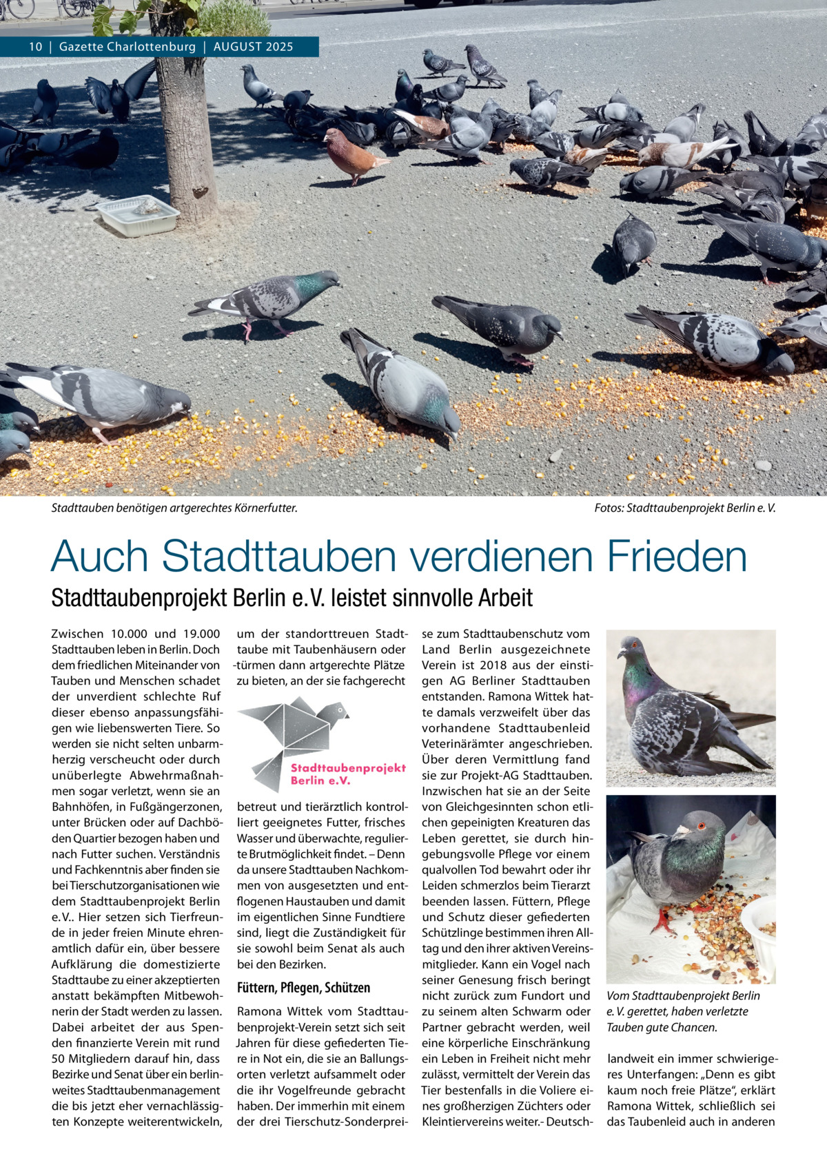 10  |  Gazette Charlottenburg  |  AUGUST 2025  Stadttauben benötigen artgerechtes Körnerfutter.  Fotos: Stadttaubenprojekt Berlin e. V.  Auch Stadttauben verdienen Frieden Stadttaubenprojekt Berlin e. V. leistet sinnvolle Arbeit Zwischen 10.000 und 19.000 um der standorttreuen StadtStadttauben leben in Berlin. Doch taube mit Taubenhäusern oder dem friedlichen Miteinander von -türmen dann artgerechte Plätze Tauben und Menschen schadet zu bieten, an der sie fachgerecht der unverdient schlechte Ruf dieser ebenso anpassungsfähigen wie liebenswerten Tiere. So werden sie nicht selten unbarmherzig verscheucht oder durch unüberlegte Abwehrmaßnahmen sogar verletzt, wenn sie an Bahnhöfen, in Fußgängerzonen, betreut und tierärztlich kontrolunter Brücken oder auf Dachbö- liert geeignetes Futter, frisches den Quartier bezogen haben und Wasser und überwachte, reguliernach Futter suchen. Verständnis te Brutmöglichkeit findet. – Denn und Fachkenntnis aber finden sie da unsere Stadttauben Nachkombei Tierschutzorganisationen wie men von ausgesetzten und entdem Stadttaubenprojekt Berlin flogenen Haustauben und damit e. V.. Hier setzen sich Tierfreun- im eigentlichen Sinne Fundtiere de in jeder freien Minute ehren- sind, liegt die Zuständigkeit für amtlich dafür ein, über bessere sie sowohl beim Senat als auch Aufklärung die domestizierte bei den Bezirken. Stadttaube zu einer akzeptierten Füttern, Pflegen, Schützen anstatt bekämpften Mitbewohnerin der Stadt werden zu lassen. Ramona Wittek vom StadttauDabei arbeitet der aus Spen- benprojekt-Verein setzt sich seit den finanzierte Verein mit rund Jahren für diese gefiederten Tie50 Mitgliedern darauf hin, dass re in Not ein, die sie an BallungsBezirke und Senat über ein berlin- orten verletzt aufsammelt oder weites Stadttaubenmanagement die ihr Vogelfreunde gebracht die bis jetzt eher vernachlässig- haben. Der immerhin mit einem ten Konzepte weiterentwickeln, der drei Tierschutz-Sonderprei se zum Stadttaubenschutz vom Land Berlin ausgezeichnete Verein ist 2018 aus der einstigen AG Berliner Stadttauben entstanden. Ramona Wittek hatte damals verzweifelt über das vorhandene Stadttaubenleid Veterinärämter angeschrieben. Über deren Vermittlung fand sie zur Projekt-AG Stadttauben. Inzwischen hat sie an der Seite von Gleichgesinnten schon etlichen gepeinigten Kreaturen das Leben gerettet, sie durch hingebungsvolle Pflege vor einem qualvollen Tod bewahrt oder ihr Leiden schmerzlos beim Tierarzt beenden lassen. Füttern, Pflege und Schutz dieser gefiederten Schützlinge bestimmen ihren Alltag und den ihrer aktiven Vereinsmitglieder. Kann ein Vogel nach seiner Genesung frisch beringt nicht zurück zum Fundort und zu seinem alten Schwarm oder Partner gebracht werden, weil eine körperliche Einschränkung ein Leben in Freiheit nicht mehr zulässt, vermittelt der Verein das Tier bestenfalls in die Voliere eines großherzigen Züchters oder Kleintiervereins weiter.- Deutsch Vom Stadttaubenprojekt Berlin e. V. gerettet, haben verletzte Tauben gute Chancen. landweit ein immer schwierigeres Unterfangen: „Denn es gibt kaum noch freie Plätze“, erklärt Ramona Wittek, schließlich sei das Taubenleid auch in anderen