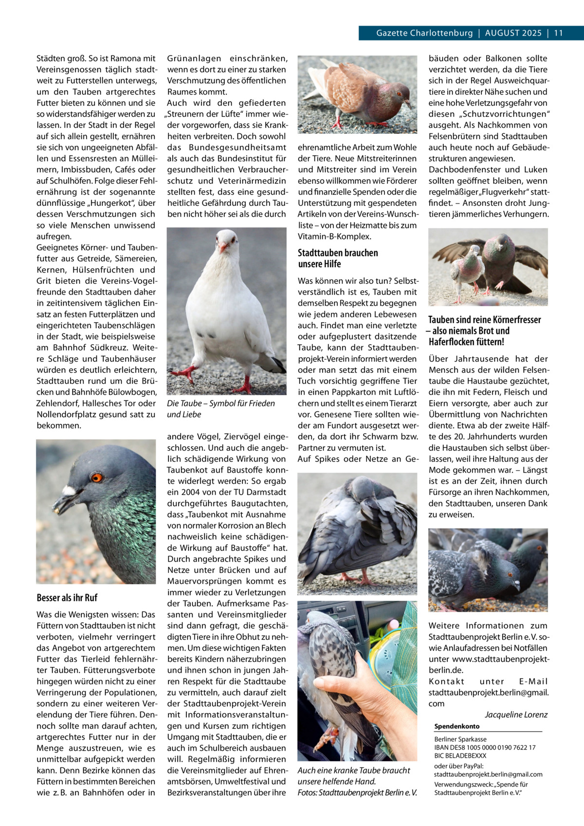 Gazette Charlottenburg  |  August 2025  |  11 Städten groß. So ist Ramona mit Grünanlagen einschränken, Vereinsgenossen täglich stadt- wenn es dort zu einer zu starken weit zu Futterstellen unterwegs, Verschmutzung des öffentlichen um den Tauben artgerechtes Raumes kommt. Futter bieten zu können und sie Auch wird den gefiederten so widerstandsfähiger werden zu „Streunern der Lüfte“ immer wielassen. In der Stadt in der Regel der vorgeworfen, dass sie Krankauf sich allein gestellt, ernähren heiten verbreiten. Doch sowohl sie sich von ungeeigneten Abfäl- das Bundesgesundheitsamt len und Essensresten an Müllei- als auch das Bundesinstitut für mern, Imbissbuden, Cafés oder gesundheitlichen Verbraucherauf Schulhöfen. Folge dieser Fehl- schutz und Veterinärmedizin ernährung ist der sogenannte stellten fest, dass eine gesunddünnflüssige „Hungerkot“, über heitliche Gefährdung durch Taudessen Verschmutzungen sich ben nicht höher sei als die durch so viele Menschen unwissend aufregen. Geeignetes Körner- und Taubenfutter aus Getreide, Sämereien, Kernen, Hülsenfrüchten und Grit bieten die Vereins-Vogelfreunde den Stadttauben daher in zeitintensivem täglichen Einsatz an festen Futterplätzen und eingerichteten Taubenschlägen in der Stadt, wie beispielsweise am Bahnhof Südkreuz. Weitere Schläge und Taubenhäuser würden es deutlich erleichtern, Stadttauben rund um die Brücken und Bahnhöfe Bülowbogen, Zehlendorf, Hallesches Tor oder Die Taube – Symbol für Frieden Nollendorfplatz gesund satt zu und Liebe bekommen. andere Vögel, Ziervögel eingeschlossen. Und auch die angeblich schädigende Wirkung von Taubenkot auf Baustoffe konnte widerlegt werden: So ergab ein 2004 von der TU Darmstadt durchgeführtes Baugutachten, dass „Taubenkot mit Ausnahme von normaler Korrosion an Blech nachweislich keine schädigende Wirkung auf Baustoffe“ hat. Durch angebrachte Spikes und Netze unter Brücken und auf Mauervorsprüngen kommt es immer wieder zu Verletzungen Besser als ihr Ruf der Tauben. Aufmerksame PasWas die Wenigsten wissen: Das santen und Vereinsmitglieder Füttern von Stadttauben ist nicht sind dann gefragt, die geschäverboten, vielmehr verringert digten Tiere in ihre Obhut zu nehdas Angebot von artgerechtem men. Um diese wichtigen Fakten Futter das Tierleid fehlernähr- bereits Kindern näherzubringen ter Tauben. Fütterungsverbote und ihnen schon in jungen Jahhingegen würden nicht zu einer ren Respekt für die Stadttaube Verringerung der Populationen, zu vermitteln, auch darauf zielt sondern zu einer weiteren Ver- der Stadttaubenprojekt-Verein elendung der Tiere führen. Den- mit Informationsveranstaltunnoch sollte man darauf achten, gen und Kursen zum richtigen artgerechtes Futter nur in der Umgang mit Stadttauben, die er Menge auszustreuen, wie es auch im Schulbereich ausbauen unmittelbar aufgepickt werden will. Regelmäßig informieren kann. Denn Bezirke können das die Vereinsmitglieder auf EhrenFüttern in bestimmten Bereichen amtsbörsen, Umweltfestival und wie z. B. an Bahnhöfen oder in Bezirksveranstaltungen über ihre  ehrenamtliche Arbeit zum Wohle der Tiere. Neue Mitstreiterinnen und Mitstreiter sind im Verein ebenso willkommen wie Förderer und finanzielle Spenden oder die Unterstützung mit gespendeten Artikeln von der Vereins-Wunschliste – von der Heizmatte bis zum Vitamin-B-Komplex.  bäuden oder Balkonen sollte verzichtet werden, da die Tiere sich in der Regel Ausweichquartiere in direkter Nähe suchen und eine hohe Verletzungsgefahr von diesen „Schutzvorrichtungen“ ausgeht. Als Nachkommen von Felsenbrütern sind Stadttauben auch heute noch auf Gebäudestrukturen angewiesen. Dachbodenfenster und Luken sollten geöffnet bleiben, wenn regelmäßiger „Flugverkehr“ stattfindet. – Ansonsten droht Jungtieren jämmerliches Verhungern.  Stadttauben brauchen unsere Hilfe Was können wir also tun? Selbstverständlich ist es, Tauben mit demselben Respekt zu begegnen wie jedem anderen Lebewesen auch. Findet man eine verletzte oder aufgeplustert dasitzende Taube, kann der Stadttaubenprojekt-Verein informiert werden oder man setzt das mit einem Tuch vorsichtig gegriffene Tier in einen Pappkarton mit Luftlöchern und stellt es einem Tierarzt vor. Genesene Tiere sollten wieder am Fundort ausgesetzt werden, da dort ihr Schwarm bzw. Partner zu vermuten ist. Auf Spikes oder Netze an Ge Tauben sind reine Körnerfresser – also niemals Brot und Haferflocken füttern! Über Jahrtausende hat der Mensch aus der wilden Felsentaube die Haustaube gezüchtet, die ihn mit Federn, Fleisch und Eiern versorgte, aber auch zur Übermittlung von Nachrichten diente. Etwa ab der zweite Hälfte des 20. Jahrhunderts wurden die Haustauben sich selbst überlassen, weil ihre Haltung aus der Mode gekommen war. – Längst ist es an der Zeit, ihnen durch Fürsorge an ihren Nachkommen, den Stadttauben, unseren Dank zu erweisen.  Weitere Informationen zum Stadttaubenprojekt Berlin e. V. sowie Anlaufadressen bei Notfällen unter www.stadttaubenprojektberlin.de. Kontakt unter E-Mail stadttaubenprojekt.berlin@gmail. com � Jacqueline Lorenz Spendenkonto  Auch eine kranke Taube braucht unsere helfende Hand. �Fotos: Stadttaubenprojekt Berlin e. V.  Berliner Sparkasse IBAN DE58 1005 0000 0190 7622 17 BIC BELADEBEXXX oder über PayPal: stadttaubenprojekt.berlin@gmail.com Verwendungszweck: „Spende für Stadttaubenprojekt Berlin e. V.“