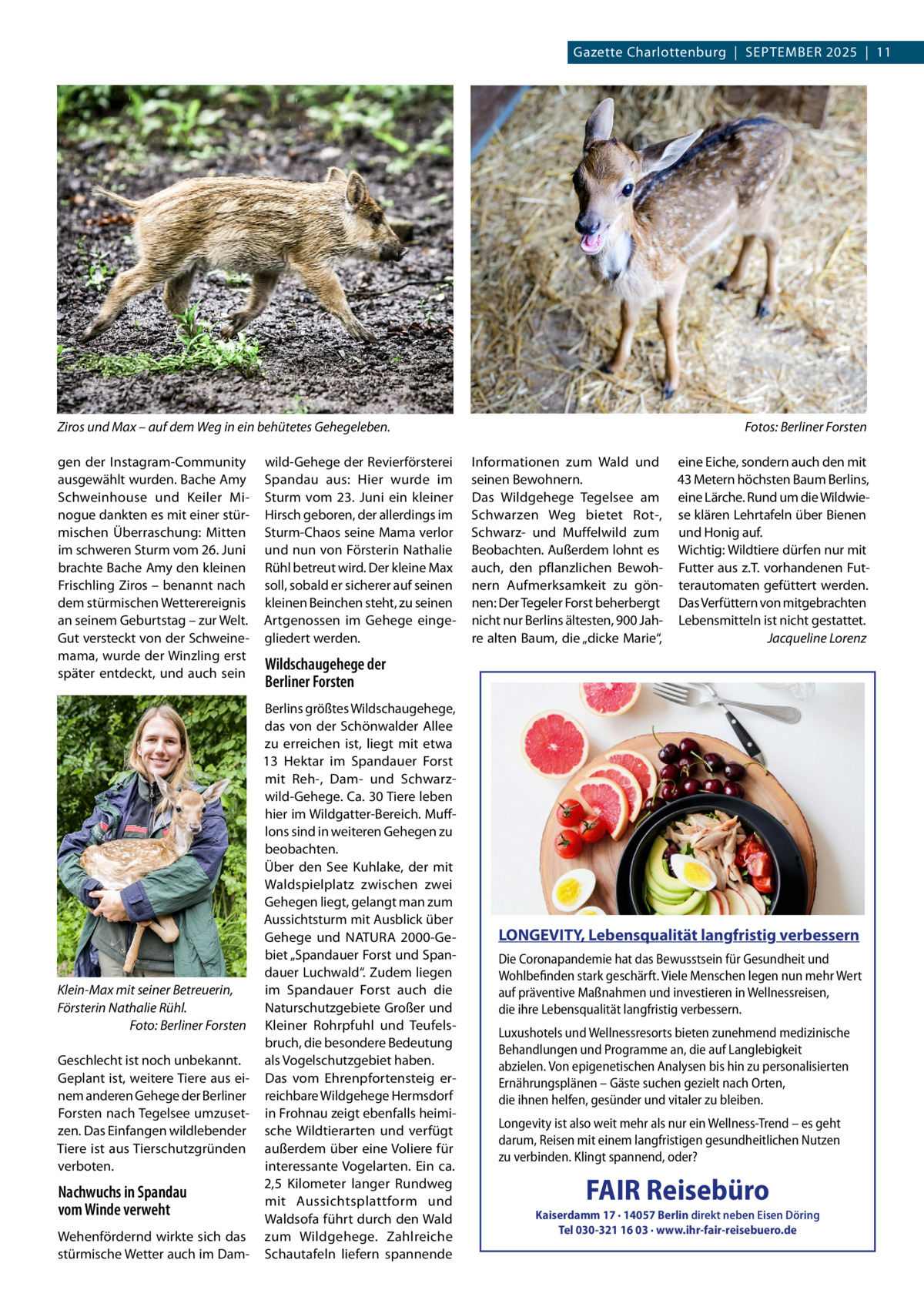 Gazette Charlottenburg  |  September 2025  |  11  Ziros und Max – auf dem Weg in ein behütetes Gehegeleben.� gen der Instagram-Community ausgewählt wurden. Bache Amy Schweinhouse und Keiler Minogue dankten es mit einer stürmischen Überraschung: Mitten im schweren Sturm vom 26. Juni brachte Bache Amy den kleinen Frischling Ziros – benannt nach dem stürmischen Wetterereignis an seinem Geburtstag – zur Welt. Gut versteckt von der Schweinemama, wurde der Winzling erst später entdeckt, und auch sein  wild-Gehege der Revierförsterei Spandau aus: Hier wurde im Sturm vom 23.  Juni ein kleiner Hirsch geboren, der allerdings im Sturm-Chaos seine Mama verlor und nun von Försterin Nathalie Rühl betreut wird. Der kleine Max soll, sobald er sicherer auf seinen kleinen Beinchen steht, zu seinen Artgenossen im Gehege eingegliedert werden.  Fotos: Berliner Forsten Informationen zum Wald und seinen Bewohnern. Das Wildgehege Tegelsee am Schwarzen Weg bietet Rot-, Schwarz- und Muffelwild zum Beobachten. Außerdem lohnt es auch, den pflanzlichen Bewohnern Aufmerksamkeit zu gönnen: Der Tegeler Forst beherbergt nicht nur Berlins ältesten, 900 Jahre alten Baum, die „dicke Marie“,  eine Eiche, sondern auch den mit 43 Metern höchsten Baum Berlins, eine Lärche. Rund um die Wildwiese klären Lehrtafeln über Bienen und Honig auf. Wichtig: Wildtiere dürfen nur mit Futter aus z.T. vorhandenen Futterautomaten gefüttert werden. Das Verfüttern von mitgebrachten Lebensmitteln ist nicht gestattet. � Jacqueline Lorenz  Wildschaugehege der Berliner Forsten  Berlins größtes Wildschaugehege, das von der Schönwalder Allee zu erreichen ist, liegt mit etwa 13  Hektar im Spandauer Forst mit Reh-, Dam- und Schwarzwild-Gehege. Ca. 30 Tiere leben hier im Wildgatter-Bereich. Mufflons sind in weiteren Gehegen zu beobachten. Über den See Kuhlake, der mit Waldspielplatz zwischen zwei Gehegen liegt, gelangt man zum Aussichtsturm mit Ausblick über Gehege und NATURA 2000-Gebiet „Spandauer Forst und Spandauer Luchwald“. Zudem liegen im Spandauer Forst auch die Klein-Max mit seiner Betreuerin, Naturschutzgebiete Großer und Försterin Nathalie Rühl. � Foto: Berliner Forsten Kleiner Rohrpfuhl und Teufelsbruch, die besondere Bedeutung Geschlecht ist noch unbekannt. als Vogelschutzgebiet haben. Geplant ist, weitere Tiere aus ei- Das vom Ehrenpfortensteig ernem anderen Gehege der Berliner reichbare Wildgehege Hermsdorf Forsten nach Tegelsee umzuset- in Frohnau zeigt ebenfalls heimizen. Das Einfangen wildlebender sche Wildtierarten und verfügt Tiere ist aus Tierschutzgründen außerdem über eine Voliere für verboten. interessante Vogelarten. Ein ca. 2,5  Kilometer langer Rundweg Nachwuchs in Spandau mit Aussichtsplattform und vom Winde verweht Waldsofa führt durch den Wald Wehenfördernd wirkte sich das zum Wildgehege. Zahlreiche stürmische Wetter auch im Dam- Schautafeln liefern spannende  LONGEVITY, Lebensqualität langfristig verbessern Die Coronapandemie hat das Bewusstsein für Gesundheit und Wohlbefinden stark geschärft. Viele Menschen legen nun mehr Wert auf präventive Maßnahmen und investieren in Wellnessreisen, die ihre Lebensqualität langfristig verbessern. Luxushotels und Wellnessresorts bieten zunehmend medizinische Behandlungen und Programme an, die auf Langlebigkeit abzielen. Von epigenetischen Analysen bis hin zu personalisierten Ernährungsplänen – Gäste suchen gezielt nach Orten, die ihnen helfen, gesünder und vitaler zu bleiben. Longevity ist also weit mehr als nur ein Wellness-Trend – es geht darum, Reisen mit einem langfristigen gesundheitlichen Nutzen zu verbinden. Klingt spannend, oder?  FAIR Reisebüro  Kaiserdamm 17 · 14057 Berlin direkt neben Eisen Döring Tel 030-321 16 03 · www.ihr-fair-reisebuero.de  FA