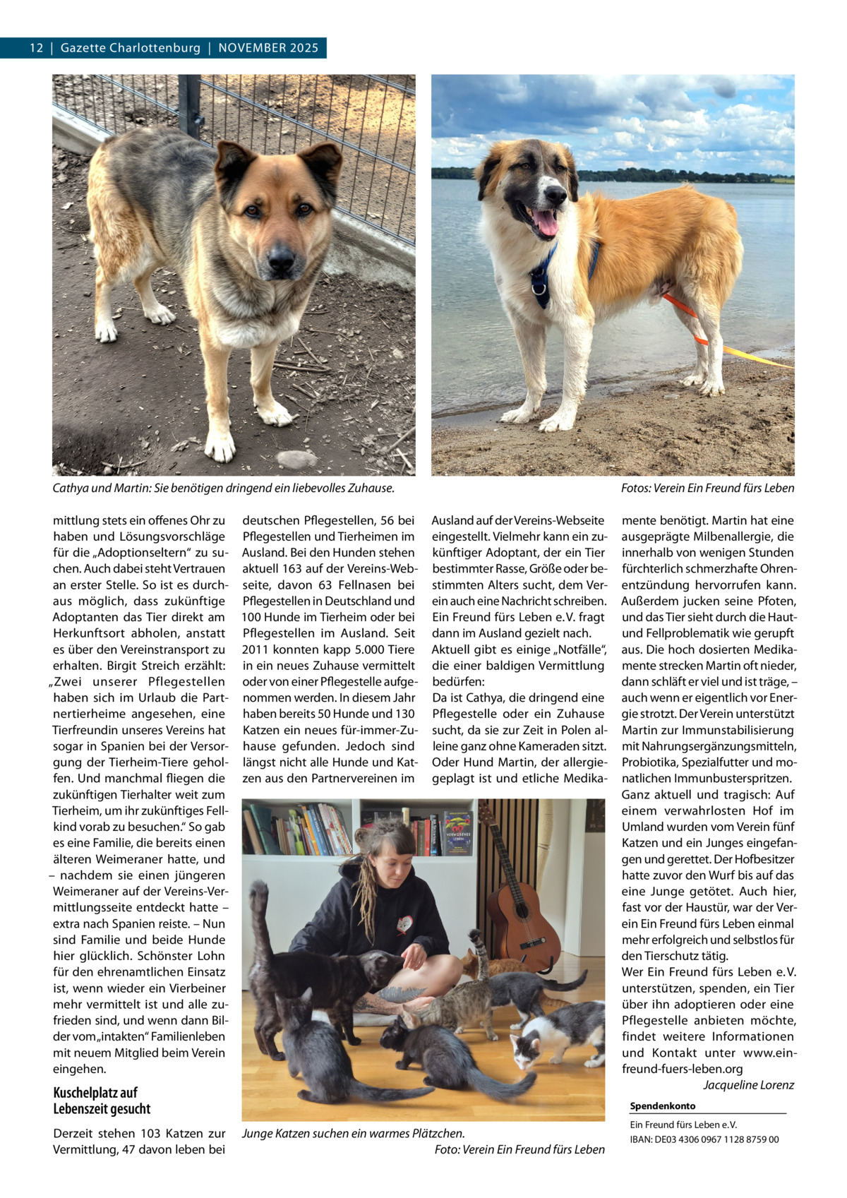 12  |  Gazette Charlottenburg  |  November 2025  Cathya und Martin: Sie benötigen dringend ein liebevolles Zuhause.� mittlung stets ein offenes Ohr zu deutschen Pflegestellen, 56 bei haben und Lösungsvorschläge Pflegestellen und Tierheimen im für die „Adoptionseltern“ zu su- Ausland. Bei den Hunden stehen chen. Auch dabei steht Vertrauen aktuell 163 auf der Vereins-Weban erster Stelle. So ist es durch- seite, davon 63 Fellnasen bei aus möglich, dass zukünftige Pflegestellen in Deutschland und Adoptanten das Tier direkt am 100 Hunde im Tierheim oder bei Herkunftsort abholen, anstatt Pflegestellen im Ausland. Seit es über den Vereinstransport zu 2011 konnten kapp 5.000 Tiere erhalten. Birgit Streich erzählt: in ein neues Zuhause vermittelt „Zwei unserer Pflegestellen oder von einer Pflegestelle aufgehaben sich im Urlaub die Part- nommen werden. In diesem Jahr nertierheime angesehen, eine haben bereits 50 Hunde und 130 Tierfreundin unseres Vereins hat Katzen ein neues für-immer-Zusogar in Spanien bei der Versor- hause gefunden. Jedoch sind gung der Tierheim-Tiere gehol- längst nicht alle Hunde und Katfen. Und manchmal fliegen die zen aus den Partnervereinen im zukünftigen Tierhalter weit zum Tierheim, um ihr zukünftiges Fellkind vorab zu besuchen.“ So gab es eine Familie, die bereits einen älteren Weimeraner hatte, und – nachdem sie einen jüngeren Weimeraner auf der Vereins-Vermittlungsseite entdeckt hatte – extra nach Spanien reiste. – Nun sind Familie und beide Hunde hier glücklich. Schönster Lohn für den ehrenamtlichen Einsatz ist, wenn wieder ein Vierbeiner mehr vermittelt ist und alle zufrieden sind, und wenn dann Bilder vom „intakten“ Familienleben mit neuem Mitglied beim Verein eingehen.  Fotos: Verein Ein Freund fürs Leben Ausland auf der Vereins-Webseite eingestellt. Vielmehr kann ein zukünftiger Adoptant, der ein Tier bestimmter Rasse, Größe oder bestimmten Alters sucht, dem Verein auch eine Nachricht schreiben. Ein Freund fürs Leben e. V. fragt dann im Ausland gezielt nach. Aktuell gibt es einige „Notfälle“, die einer baldigen Vermittlung bedürfen: Da ist Cathya, die dringend eine Pflegestelle oder ein Zuhause sucht, da sie zur Zeit in Polen alleine ganz ohne Kameraden sitzt. Oder Hund Martin, der allergiegeplagt ist und etliche Medika Kuschelplatz auf Lebenszeit gesucht Derzeit stehen 103 Katzen zur Vermittlung, 47 davon leben bei  mente benötigt. Martin hat eine ausgeprägte Milbenallergie, die innerhalb von wenigen Stunden fürchterlich schmerzhafte Ohrenentzündung hervorrufen kann. Außerdem jucken seine Pfoten, und das Tier sieht durch die Hautund Fellproblematik wie gerupft aus. Die hoch dosierten Medikamente strecken Martin oft nieder, dann schläft er viel und ist träge, – auch wenn er eigentlich vor Energie strotzt. Der Verein unterstützt Martin zur Immunstabilisierung mit Nahrungsergänzungsmitteln, Probiotika, Spezialfutter und monatlichen Immunbusterspritzen. Ganz aktuell und tragisch: Auf einem verwahrlosten Hof im Umland wurden vom Verein fünf Katzen und ein Junges eingefangen und gerettet. Der Hofbesitzer hatte zuvor den Wurf bis auf das eine Junge getötet. Auch hier, fast vor der Haustür, war der Verein Ein Freund fürs Leben einmal mehr erfolgreich und selbstlos für den Tierschutz tätig. Wer Ein Freund fürs Leben e. V. unterstützen, spenden, ein Tier über ihn adoptieren oder eine Pflegestelle anbieten möchte, findet weitere Informationen und Kontakt unter www.einfreund-fuers-leben.org � Jacqueline Lorenz Spendenkonto  Junge Katzen suchen ein warmes Plätzchen. � Foto: Verein Ein Freund fürs Leben  Ein Freund fürs Leben e. V. IBAN: DE03 4306 0967 1128 8759 00