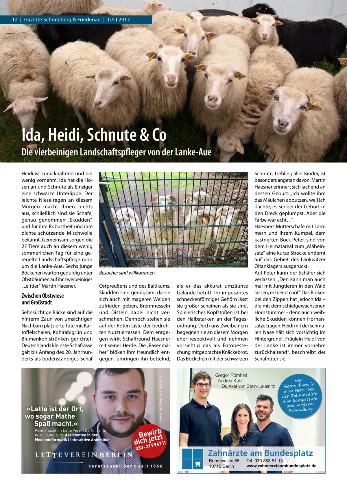 12  |  Gazette Schöneberg & Friedenau  |  Juli 2017  Ida, Heidi, Schnute & Co Die vierbeinigen Landschaftspfleger von der Lanke-Aue Heidi ist zurückhaltend und ein wenig vornehm, Ida hat die Hosen an und Schnute als Einziger eine schwarze Unterlippe. Der leichte Nieselregen an diesem Morgen macht ihnen nichts aus, schließlich sind sie Schafe, genau genommen „Skudden“, und für ihre Robustheit und ihre dichte schützende Mischwolle bekannt. Gemeinsam sorgen die 27 Tiere auch an diesem wenig sommerlichen Tag für eine geregelte Landschaftspflege rund um die Lanke-Aue. Sechs junge Böckchen warten geduldig unter Obstbäumen auf ihr zweibeiniges „Leittier“ Martin Haesner.  Zwischen Obstwiese und Großstadt Sehnsüchtige Blicke sind auf die hinterm Zaun von umsichtigen Nachbarn platzierte Tüte mit Kartoffelschalen, Kohlrabigrün und Blumenkohlstrünken gerichtet. Deutschlands kleinste Schafrasse galt bis Anfang des 20. Jahrhunderts als bodenständiges Schaf  Besucher sind willkommen. Ostpreußens und des Baltikums. Skudden sind genügsam, da sie sich auch mit mageren Weiden zufrieden geben, Brennnesseln und Disteln dabei nicht verschmähen. Dennoch stehen sie auf der Roten Liste der bedrohten Nutztierrassen. Dem entgegen wirkt Schaffreund Haesner mit seiner Herde. Die „Rasenmäher“ blöken ihm freundlich entgegen, umringen ihn bettelnd,  als er das akkurat umzäunte Gelände betritt. Ihr imposantes schneckenförmiges Gehörn lässt sie größer scheinen als sie sind. Spielerisches Kopfstoßen ist bei den Halbstarken an der Tagesordnung. Doch uns Zweibeinern begegnen sie an diesem Morgen eher respektvoll und nehmen vorsichtig das als Fotobestechung mitgebrachte Knäckebrot. Das Böckchen mit der schwarzen  Schnute, Liebling aller Kinder, ist besonders angetan davon. Martin Haesner erinnert sich lachend an dessen Geburt: „Ich wollte ihm das Mäulchen abputzen, weil ich dachte, es sei bei der Geburt in den Dreck geplumpst. Aber die Farbe war echt…“ Haesners Mutterschafe mit Lämmern und ihrem Kumpel, dem kastrierten Bock Peter, sind von dem Heimatareal zum „Mäheinsatz“ eine kurze Strecke entfernt auf das Gebiet des Lankwitzer Öltanklagers ausgerückt. Auf Peter kann der Schäfer sich verlassen: „Den kann man auch mal mit Jungtieren in den Wald lassen, er bleibt cool.“ Das Blöken bei den Zippen hat jedoch Ida – die mit dem schiefgewachsenen Hornstummel – denn auch weibliche Skudden können Hornansätze tragen. Heidi mit der schmalen Nase hält sich vorsichtig im Hintergrund: „Fräulein Heidi von der Lanke ist immer vornehm zurückhaltend“, beschreibt der Schafhüter sie.  Gregor Römhild Andrea Kuhr Dr. Axel von Stein-Lausnitz  Wir in bieten Ihnen en allen Bereich izin der Zahnmed nte eine kompete und moderne . Behandlung  Zahnärzte am Bundesplatz Bundesallee 55 10715 Berlin  Tel. 030 853 51 13  www.zahnaerzteambundesplatz.de